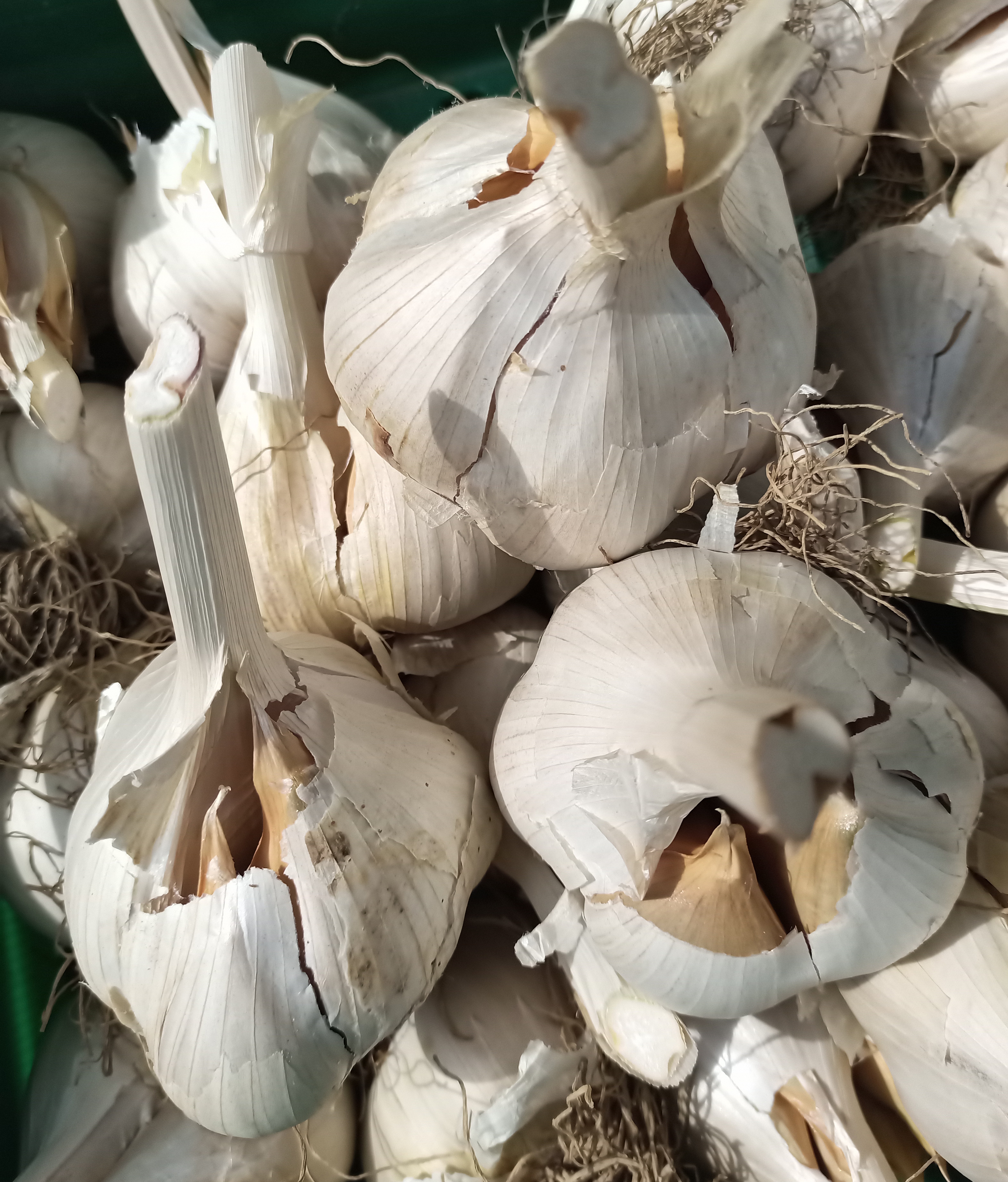 Elephant garlic for eating....large bulbs ,mild