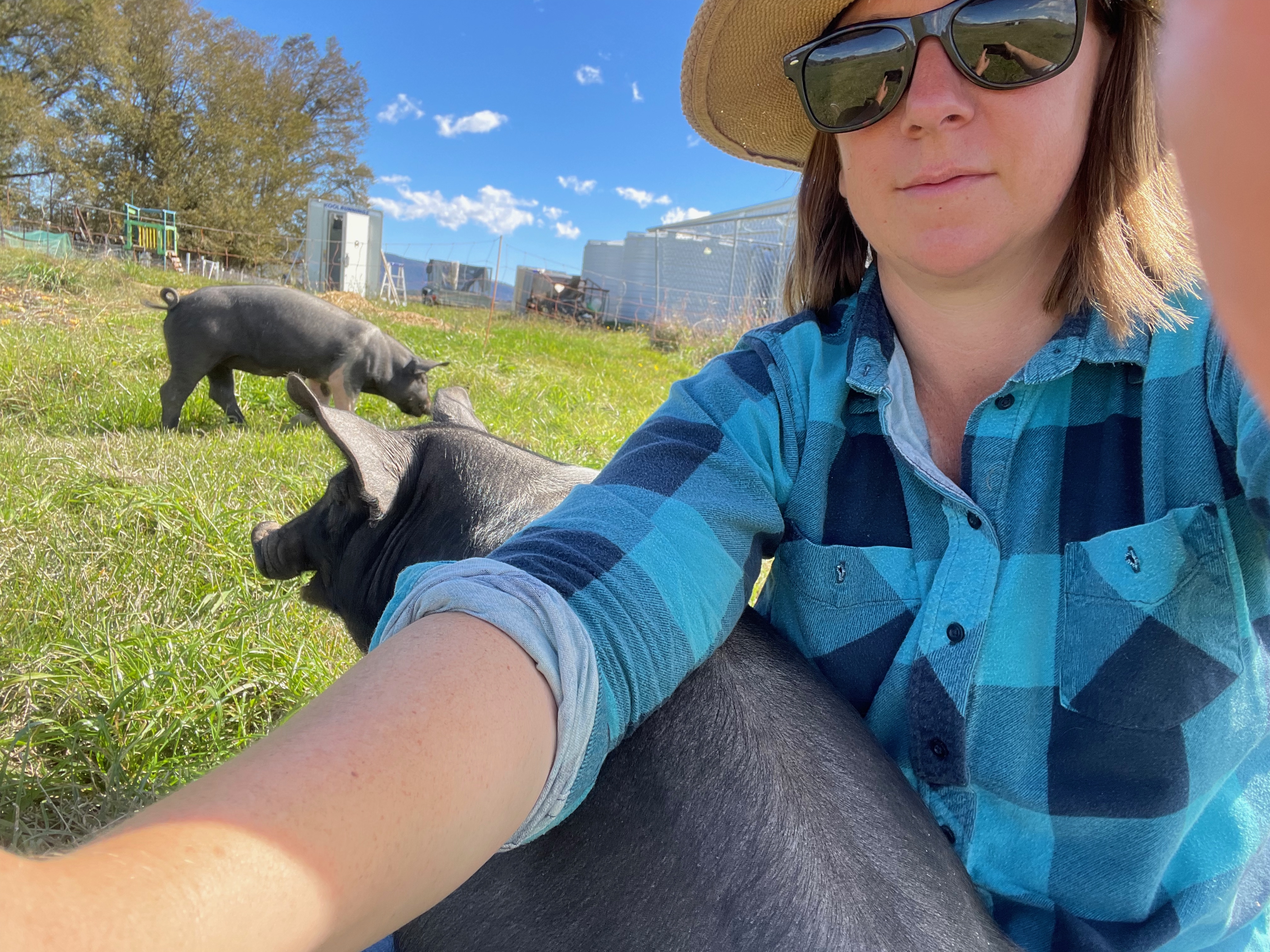 Pasture Raised Pigs Pork