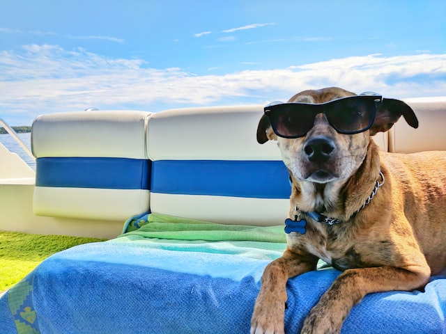 De leukste bestemmingen om met je hond op vakantie te gaan