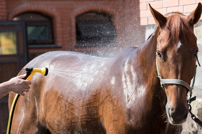 image of a horse being washed, Verdi Towels are large enough and sensitive enough for use on animals including thoroughbreds