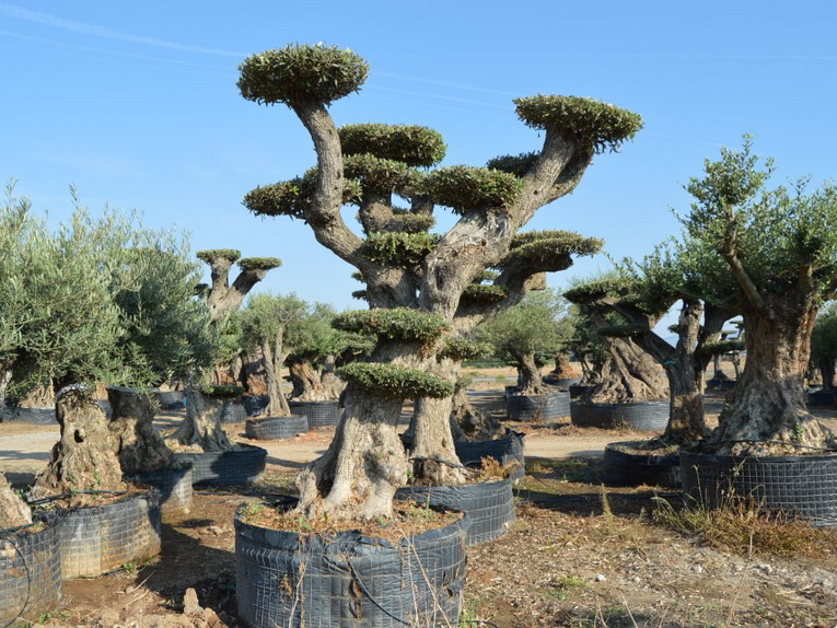 Eeuweling olijfboom plato (1 ton)