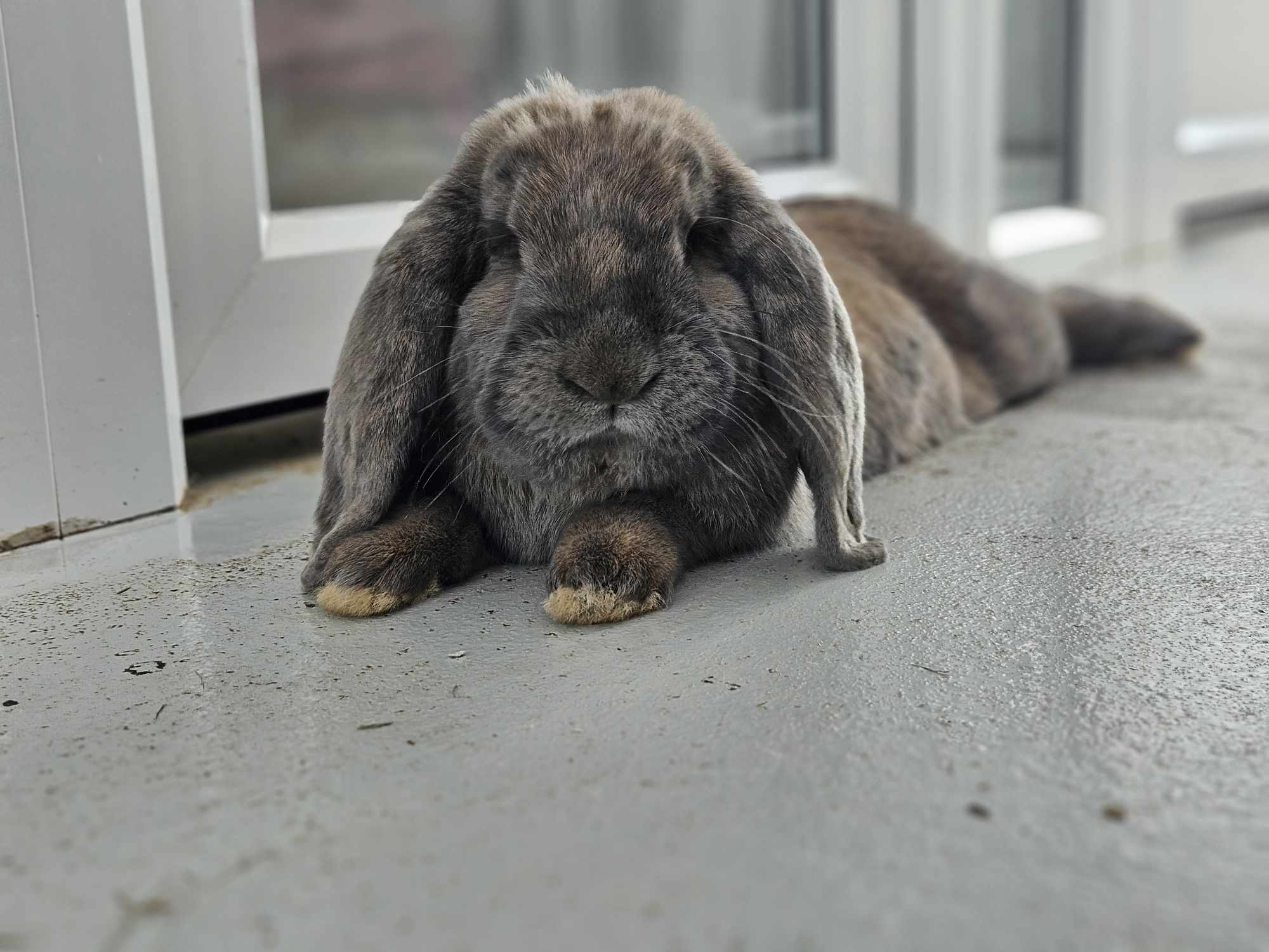 BISCUIT - FRENCH LOP - MALE - 2-4 YEARS