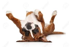 hond op rugjpg
