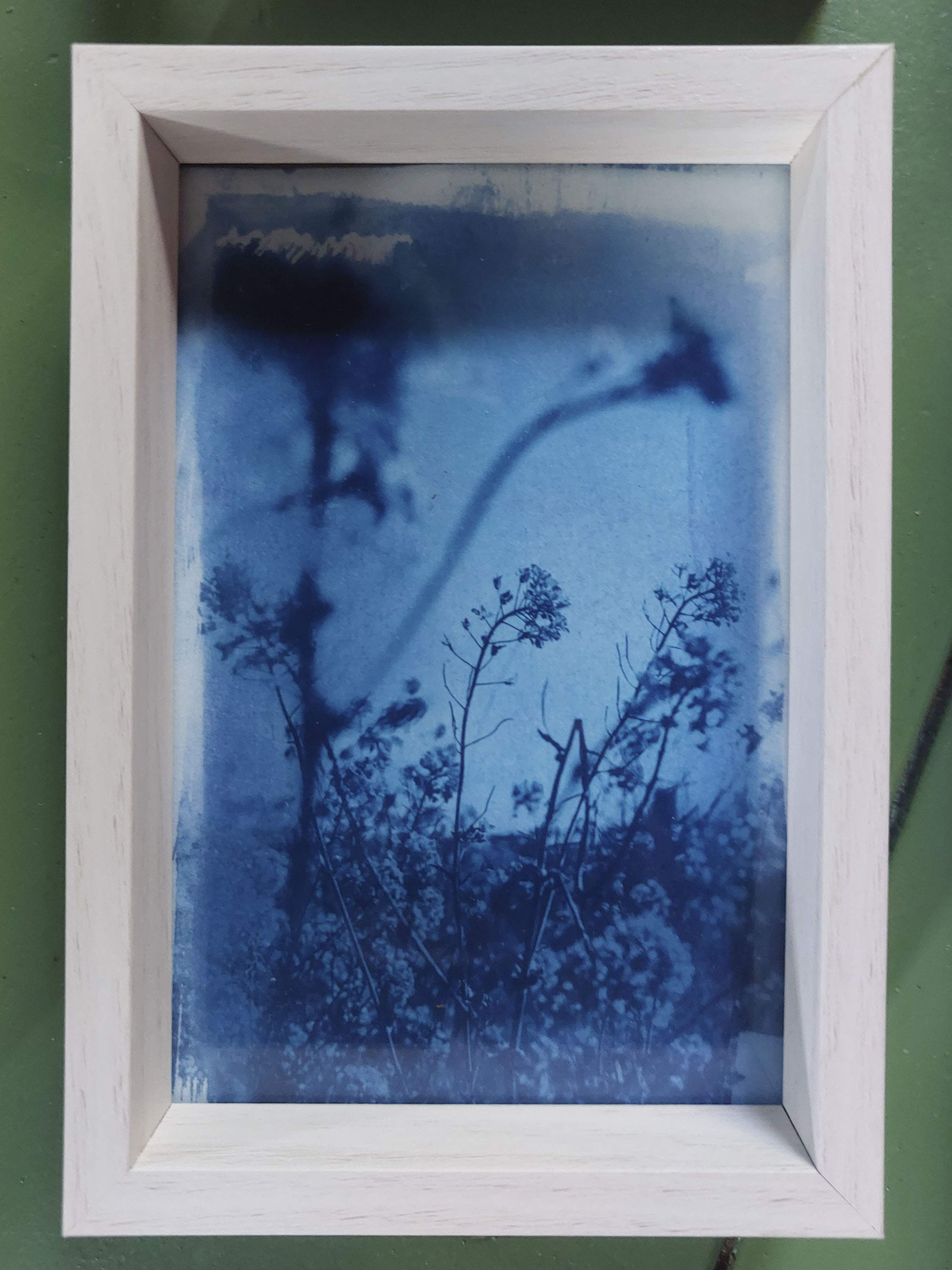 Real unique one of a kind cyanotype in woodenframe