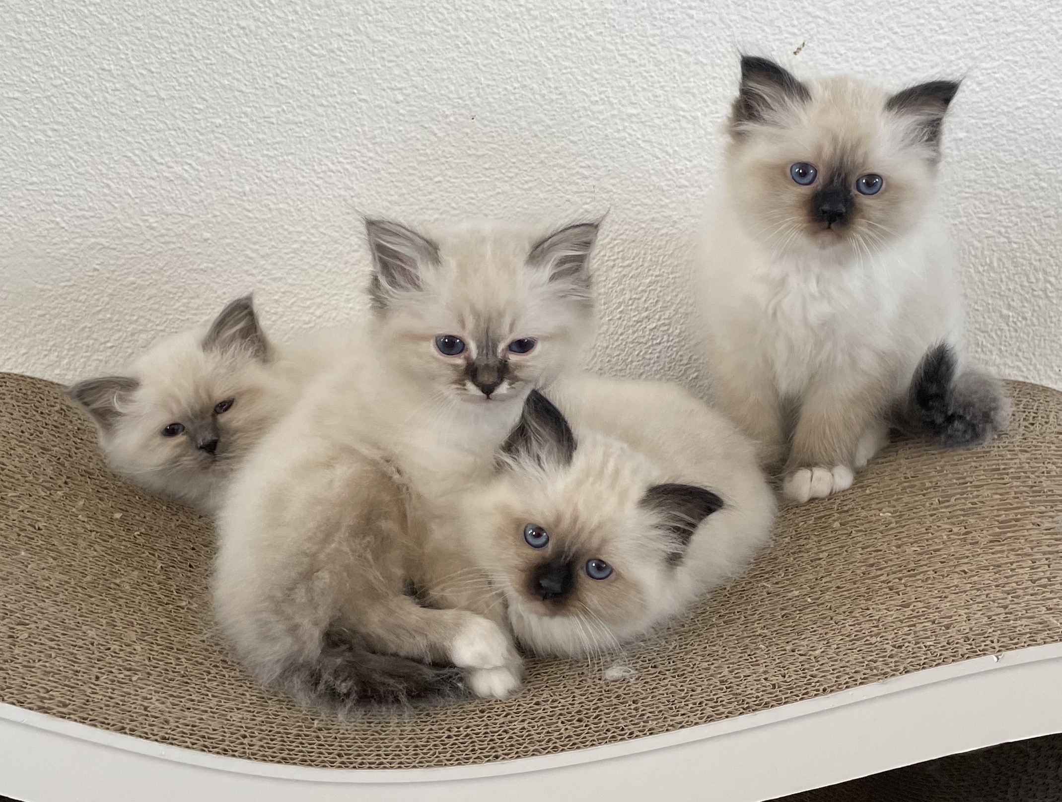 Kittens van Chloë