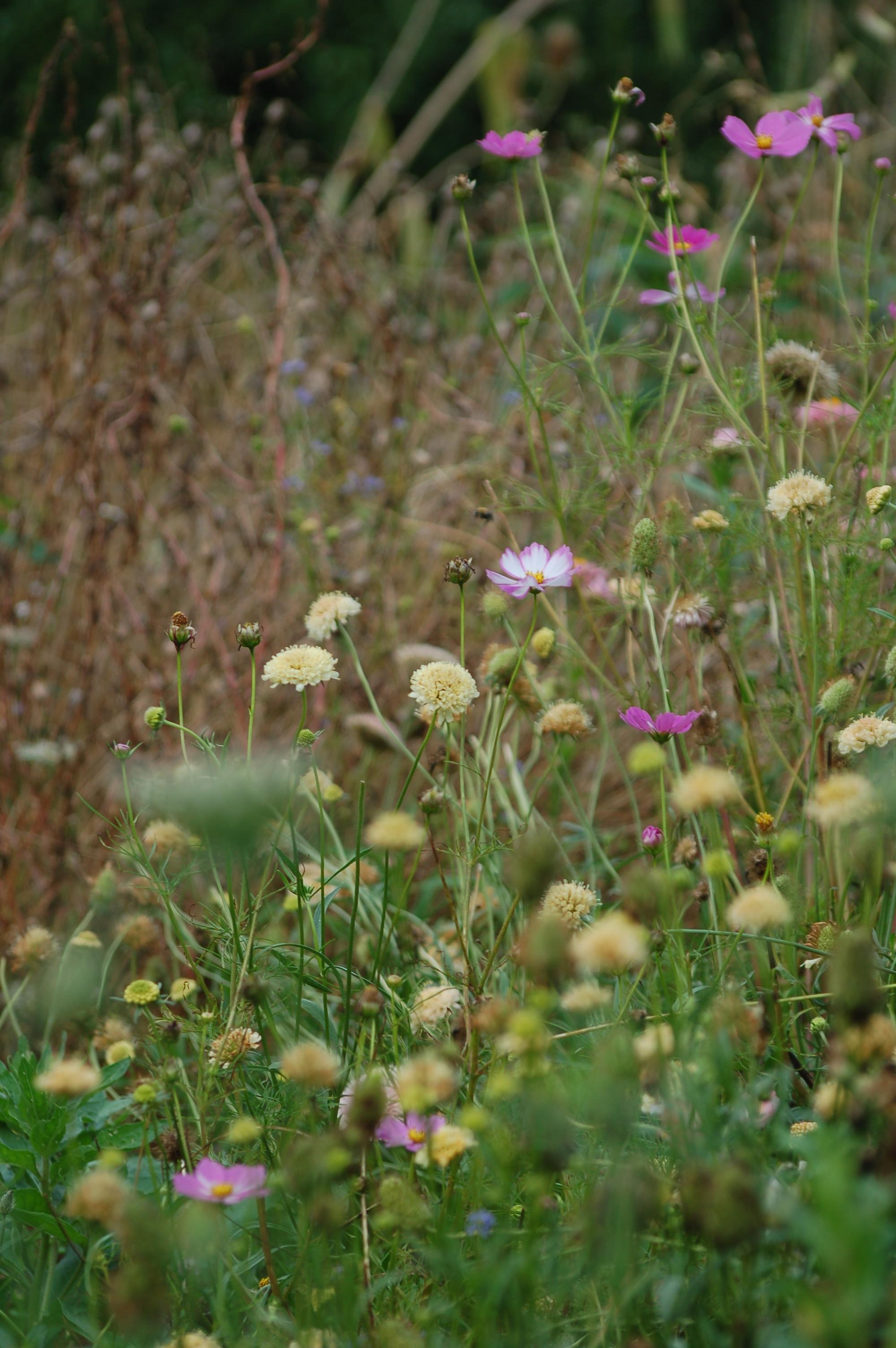 Scabiosa atropurpurea 'Fata Morgana' - duifkruid NIEUW