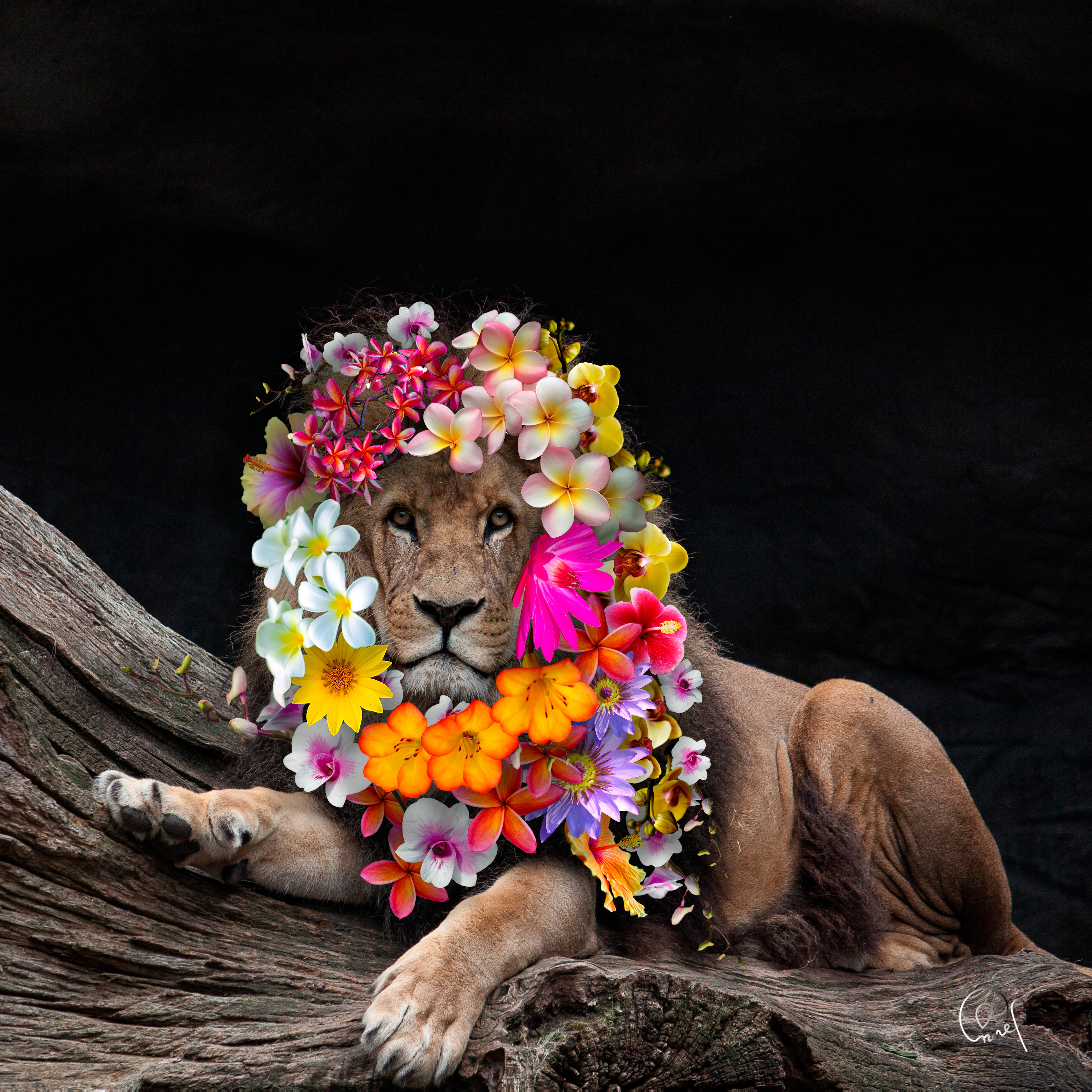 Lion Photoart (acrylglas 30x30cm)