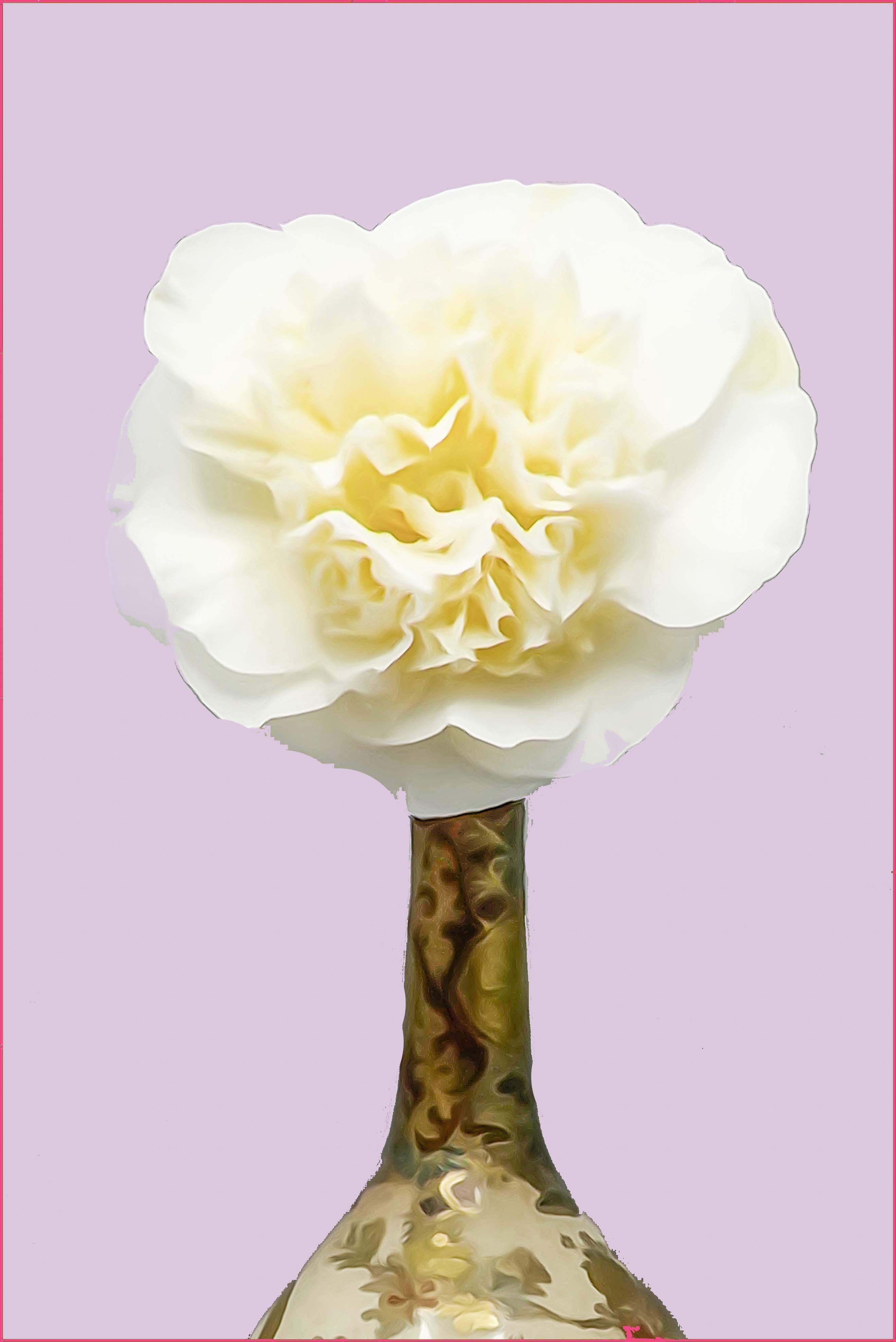 White Camellia A3+print framed £250