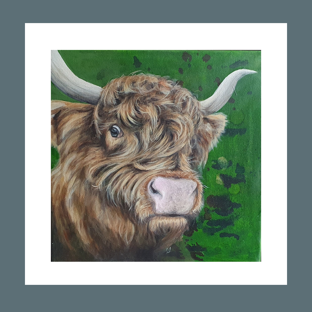 Highland Cow