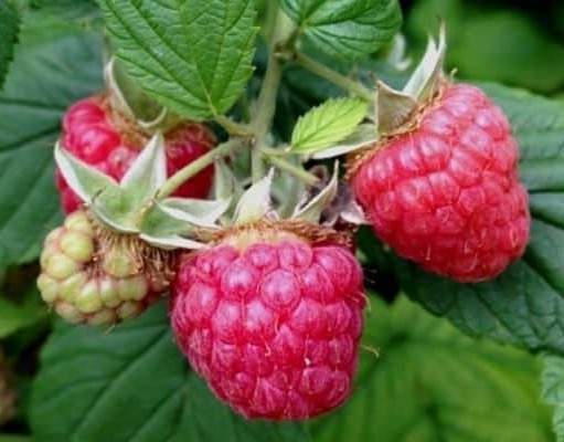 Rubus idaeus L. Raspberry seed botanical extract