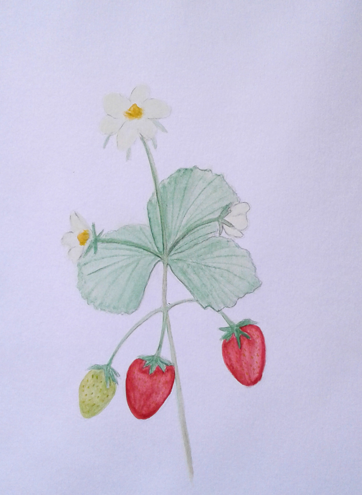 There is something wonderful about wild strawberries.