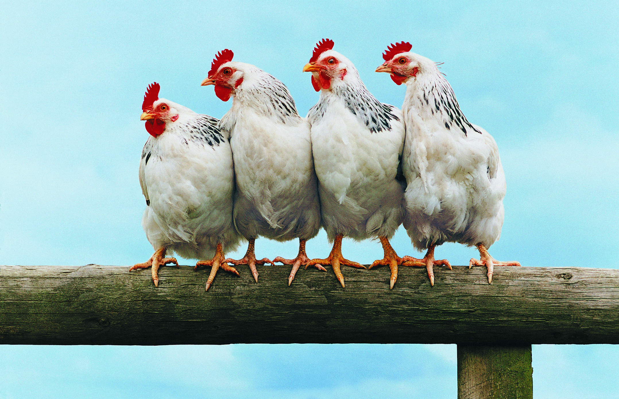 four-chickens-on-fencejpg