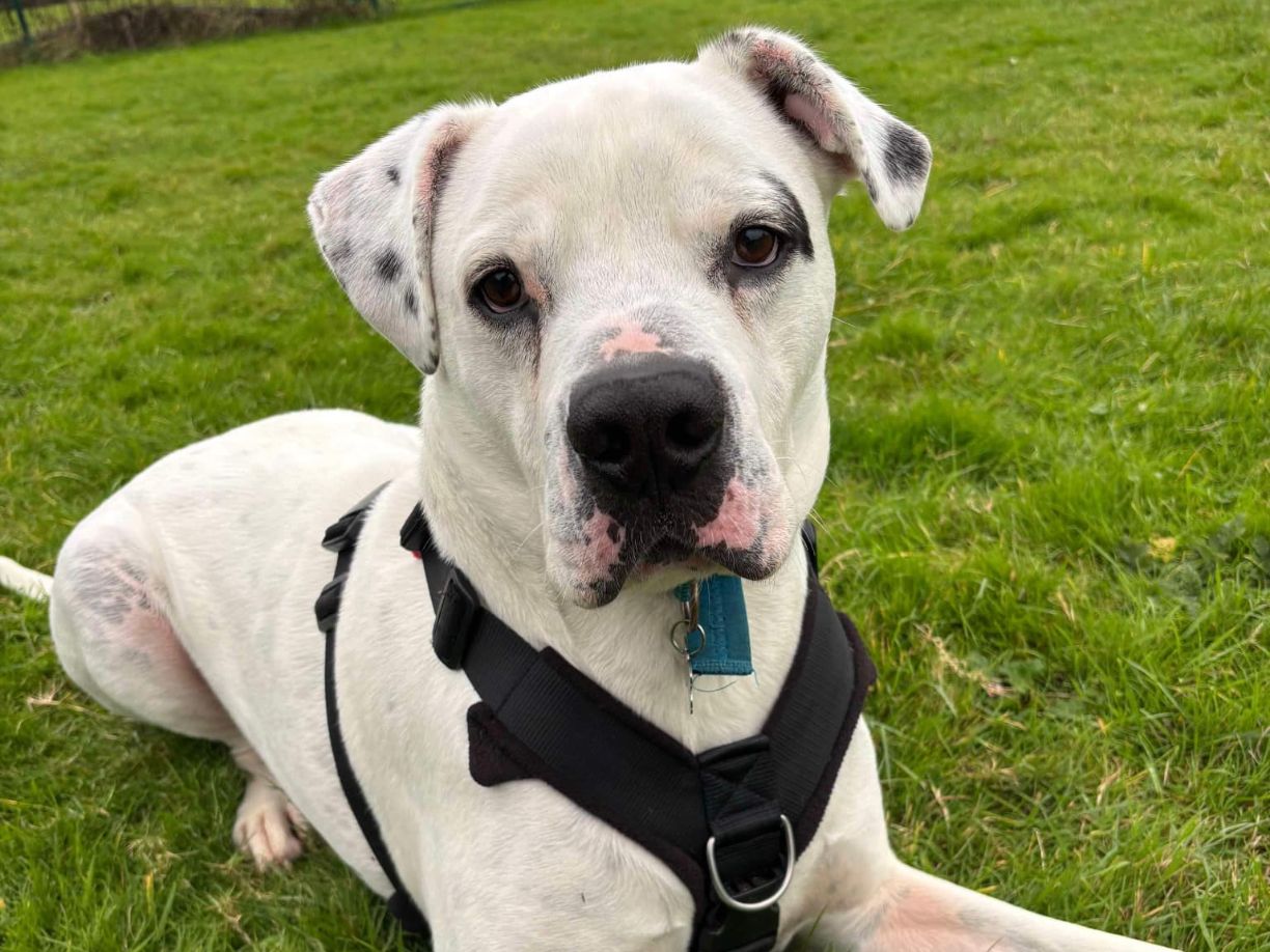 CHARLIE - AMERICAN BULLDOG - MALE - 7 YEARS