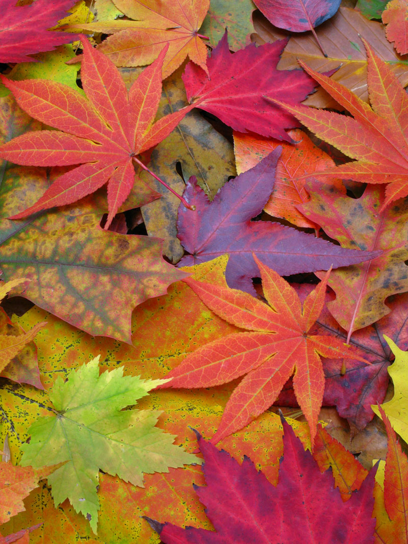 fall leaves 2jpg