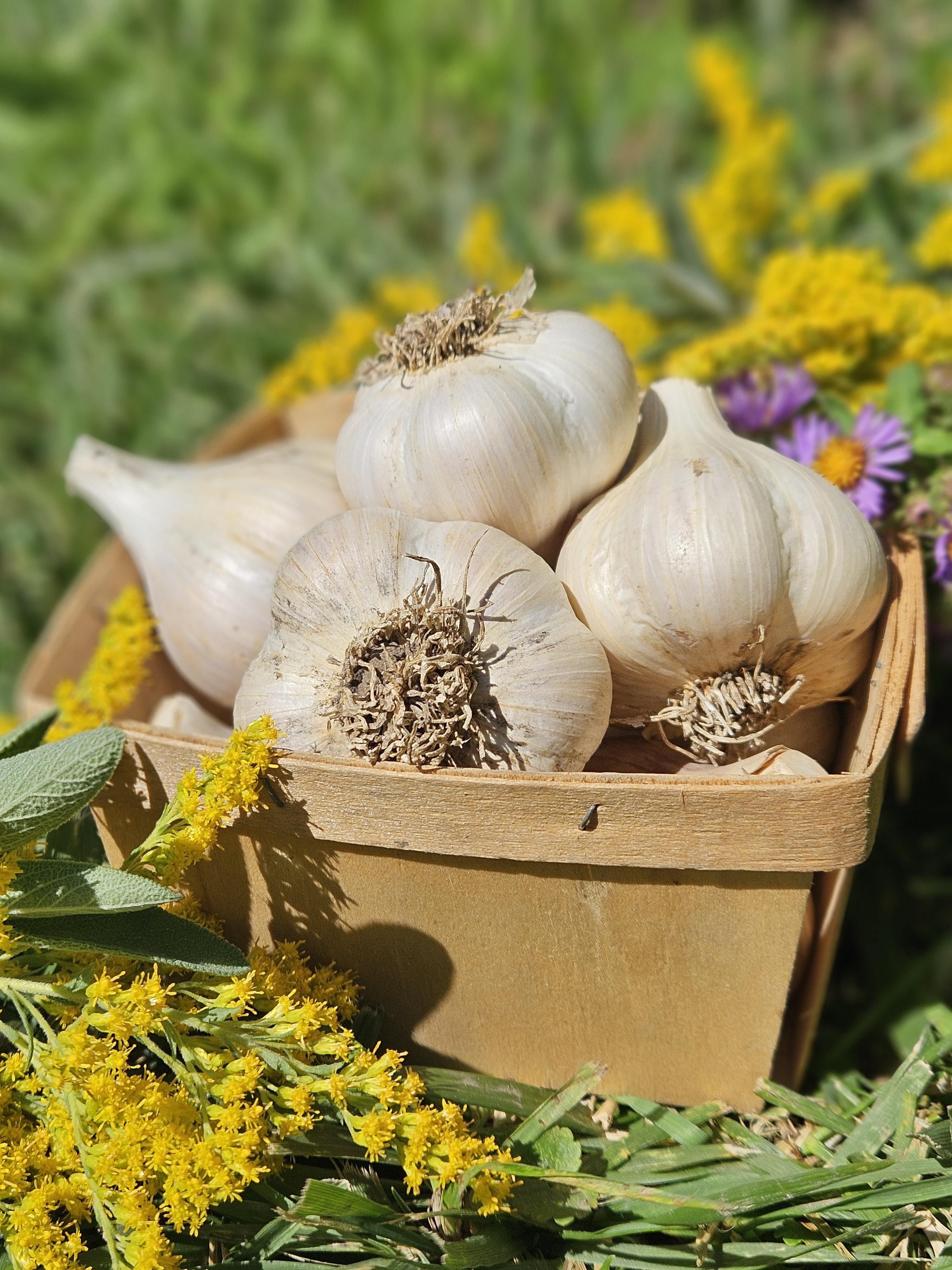 Unlock Your Garden's Potential with Organic Garlic Seed from Cold Springs Organics