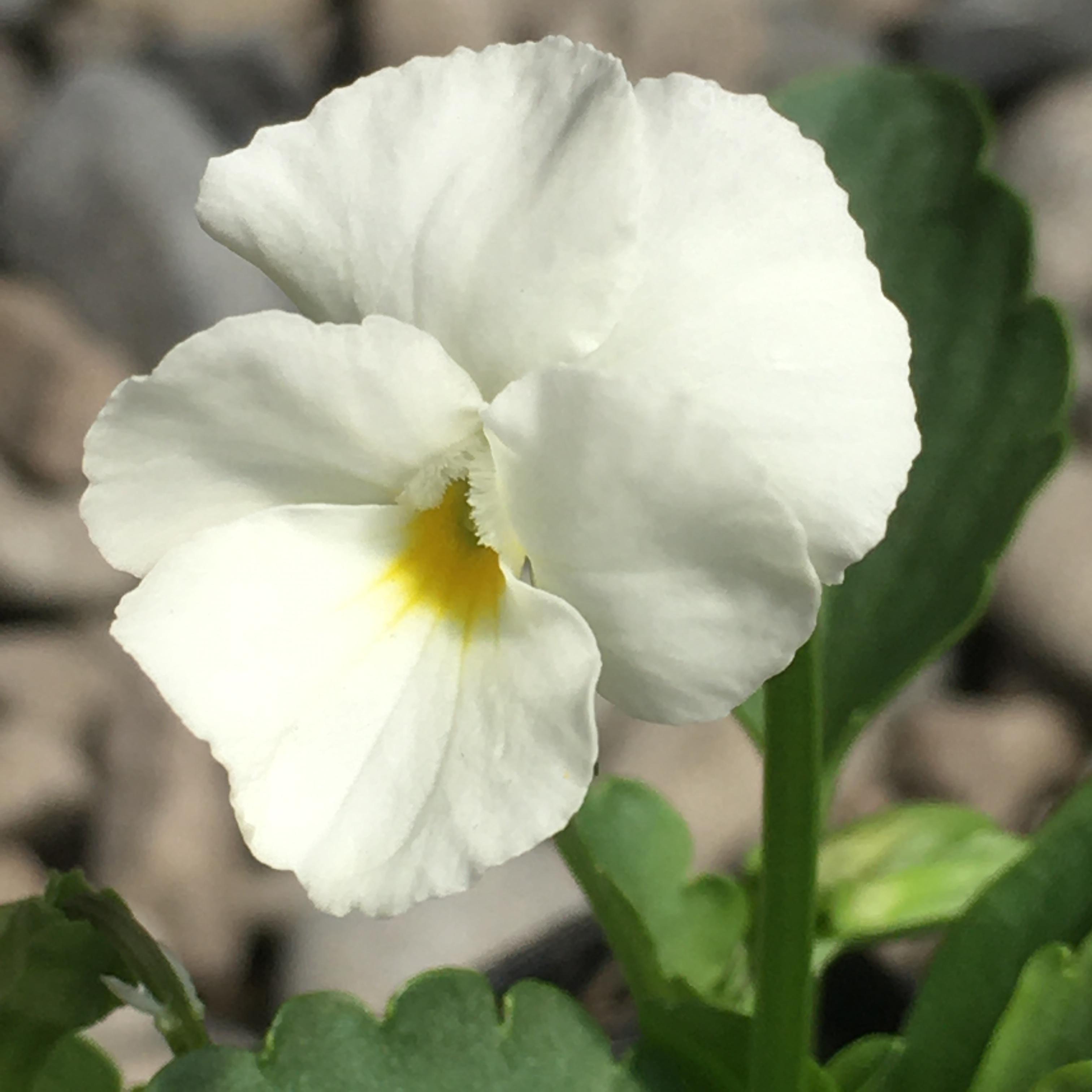 Viola ‘White Perfection’ Seeds