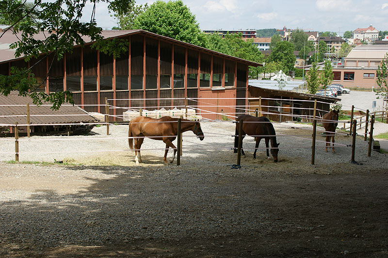 Der befestigte Aussenplatz bietet jewils 3-4 Pferden willkommenen Auslauf.