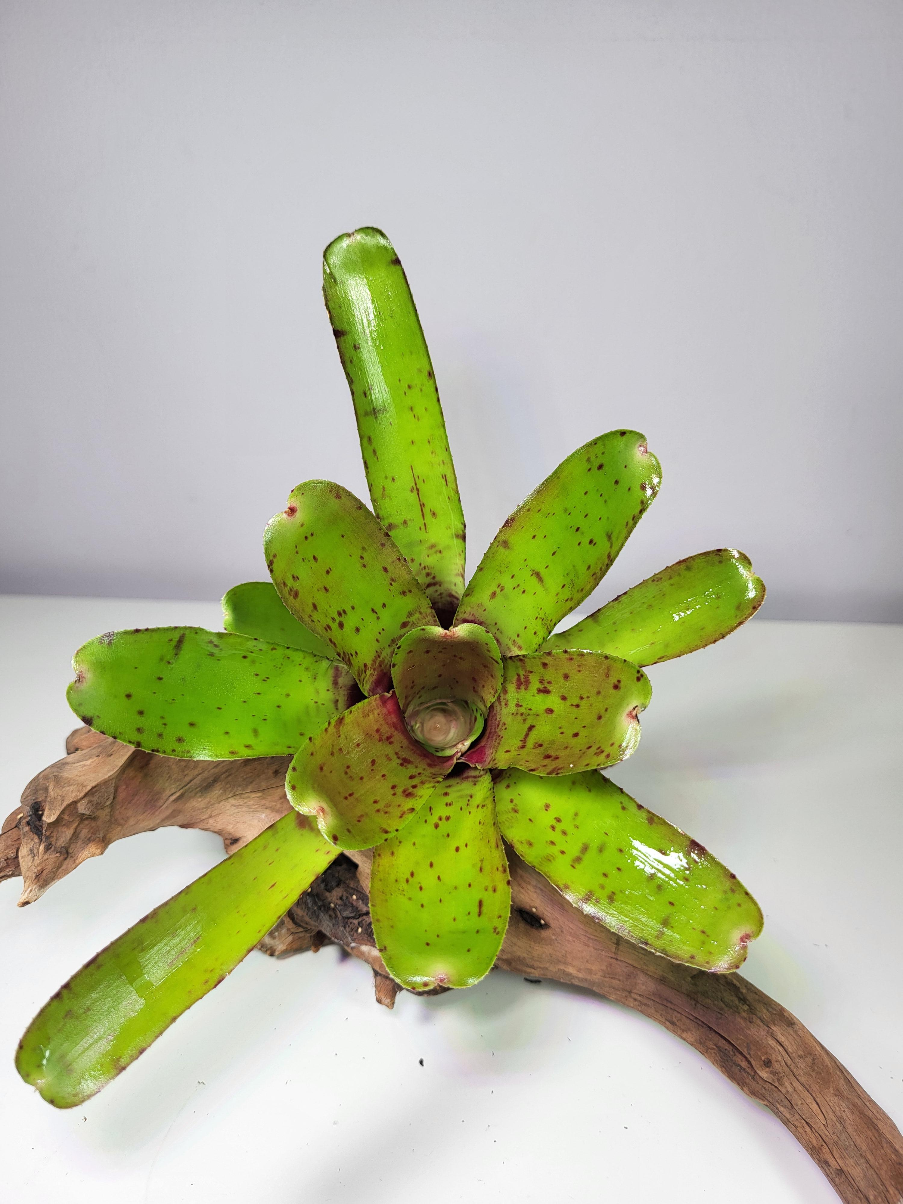 Neoregelia rubrifolia hybride compacta