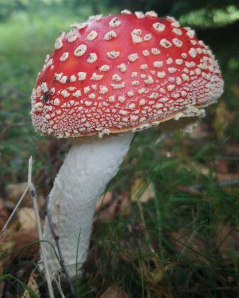The Fly Agaric - Amanita Muscaria