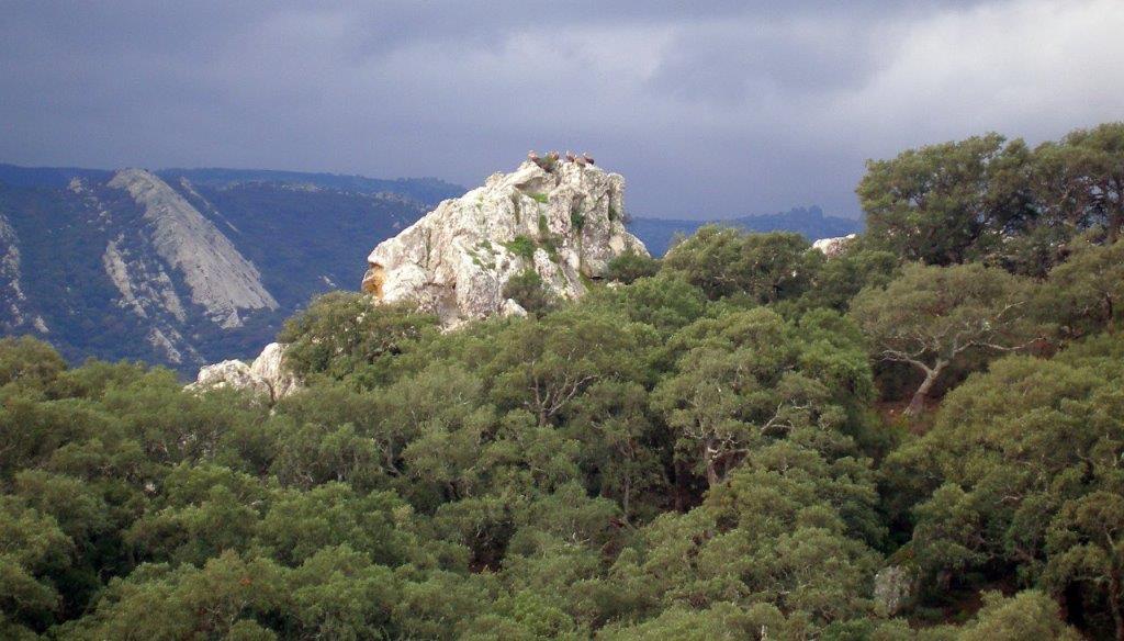 Los Alcornocales (Los Barrios), het enige subtropische woud van Europa