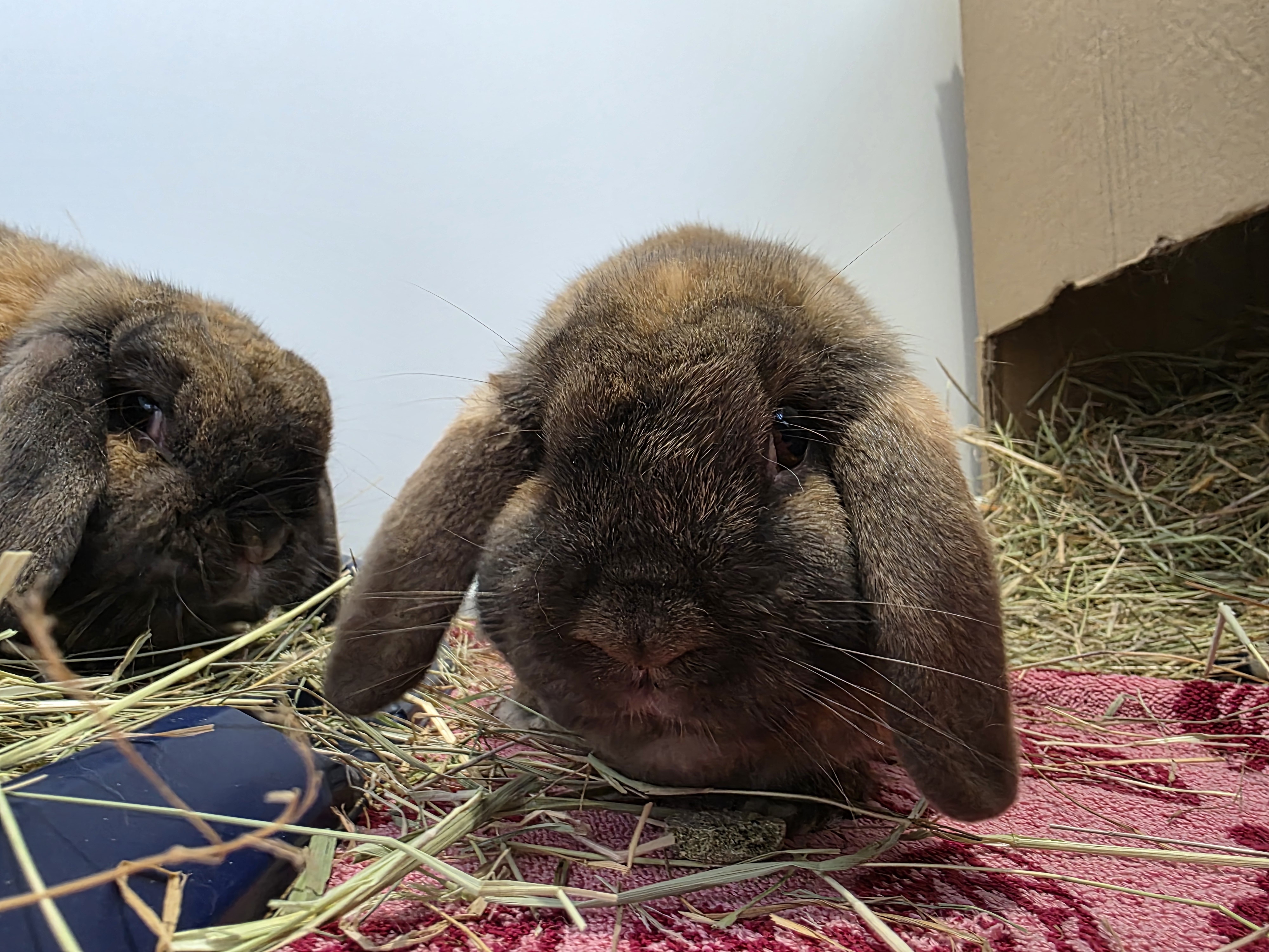 Bricohe Bun & Bao Bun — photo 3