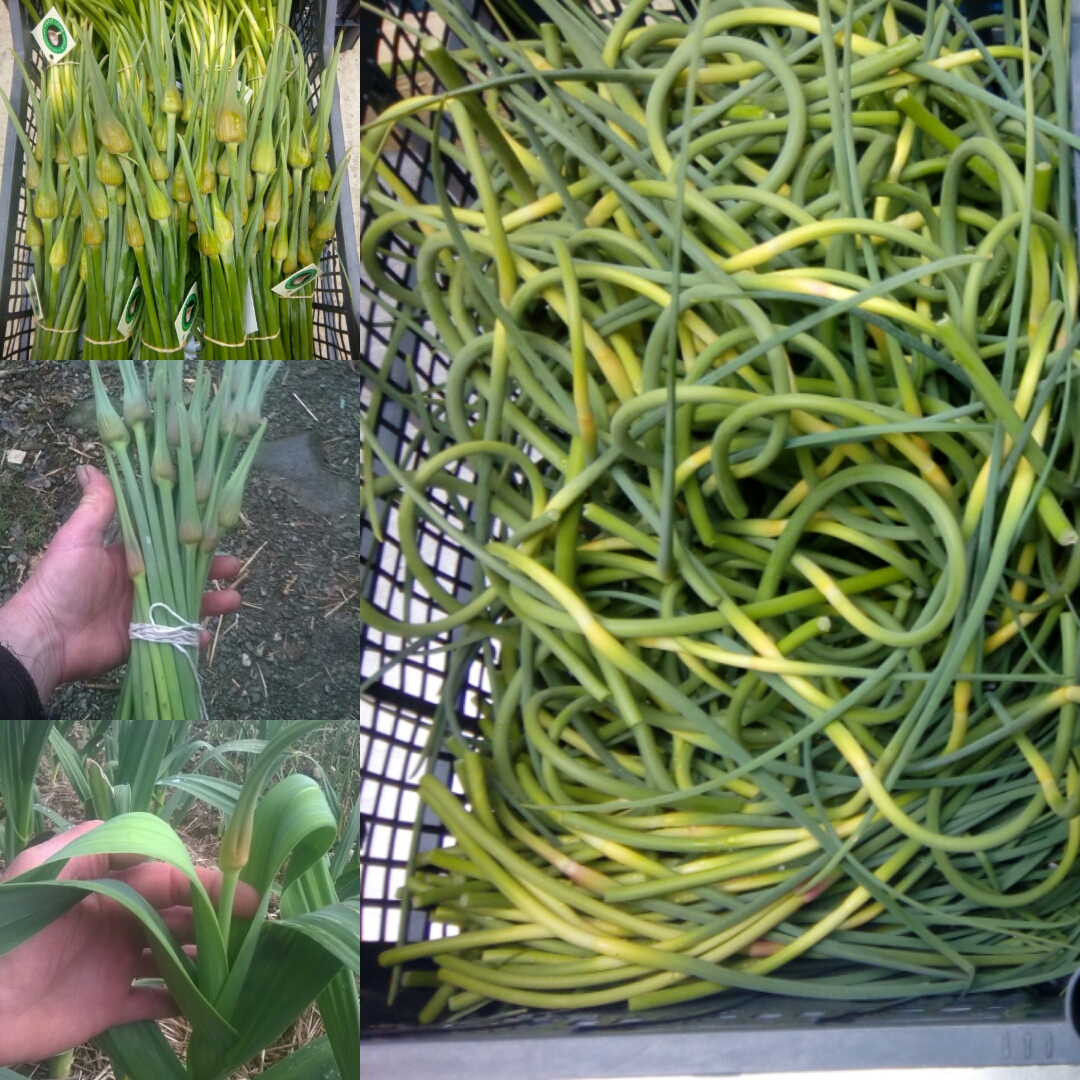Fresh Garlic Scapes ! available now !
