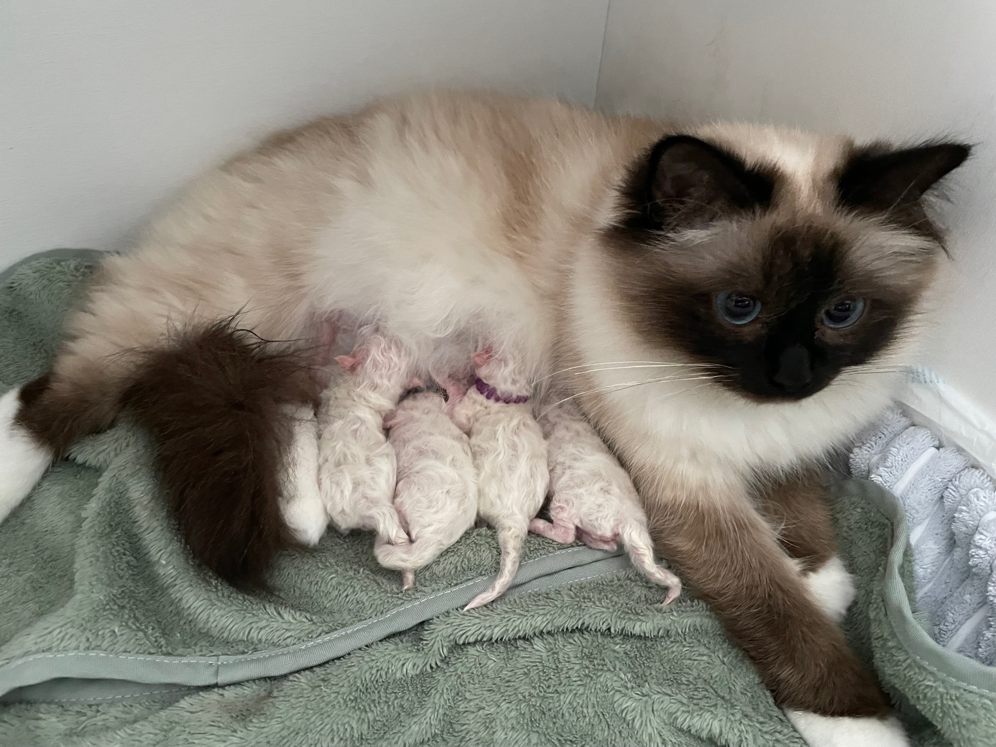 Kittens geboren!