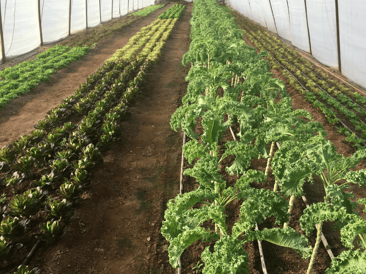 Organic Kale, Organic Lettuce Mix