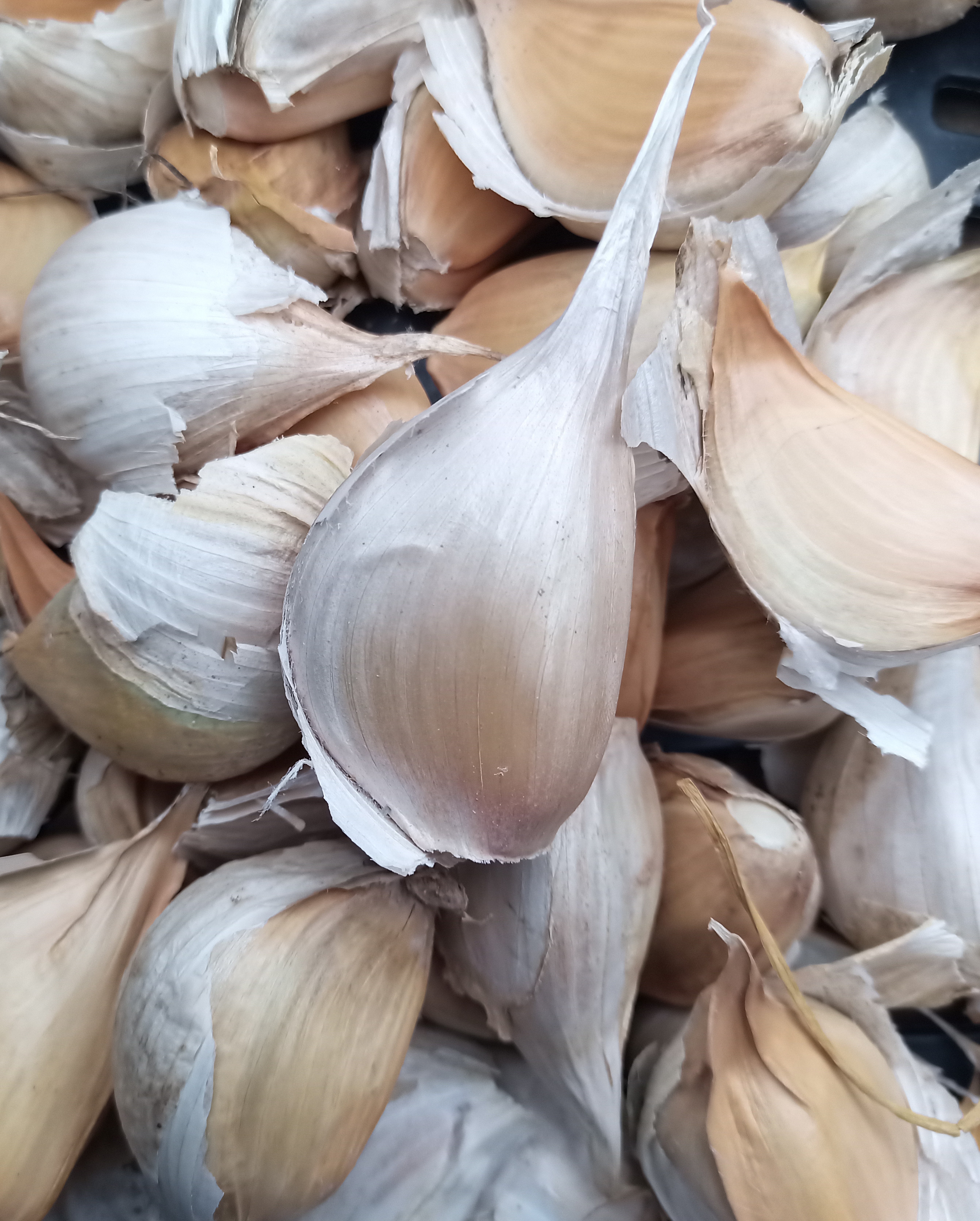 Elephant garlic cloves for planting....in stock now