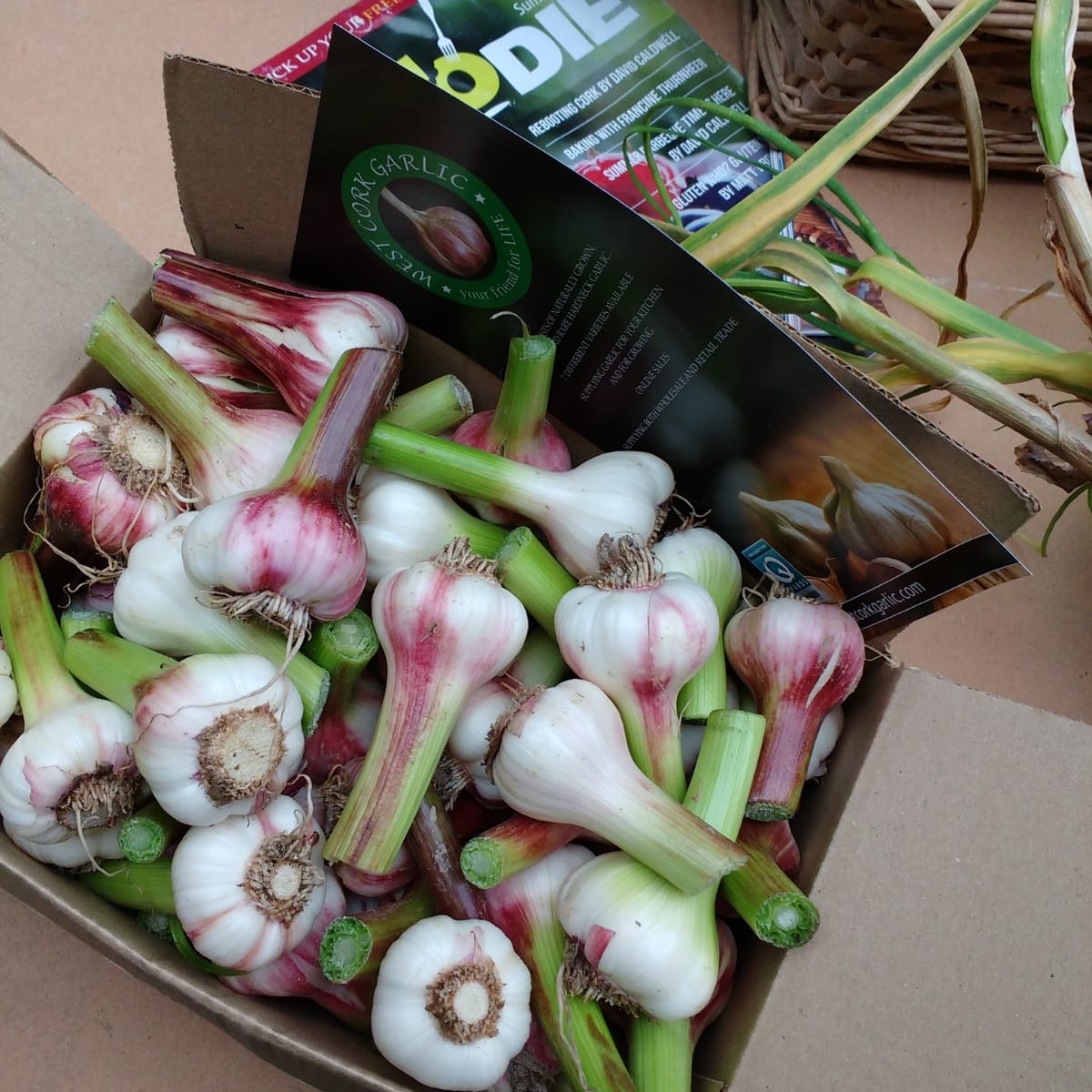 Fresh garlic ! Now harvesting .....