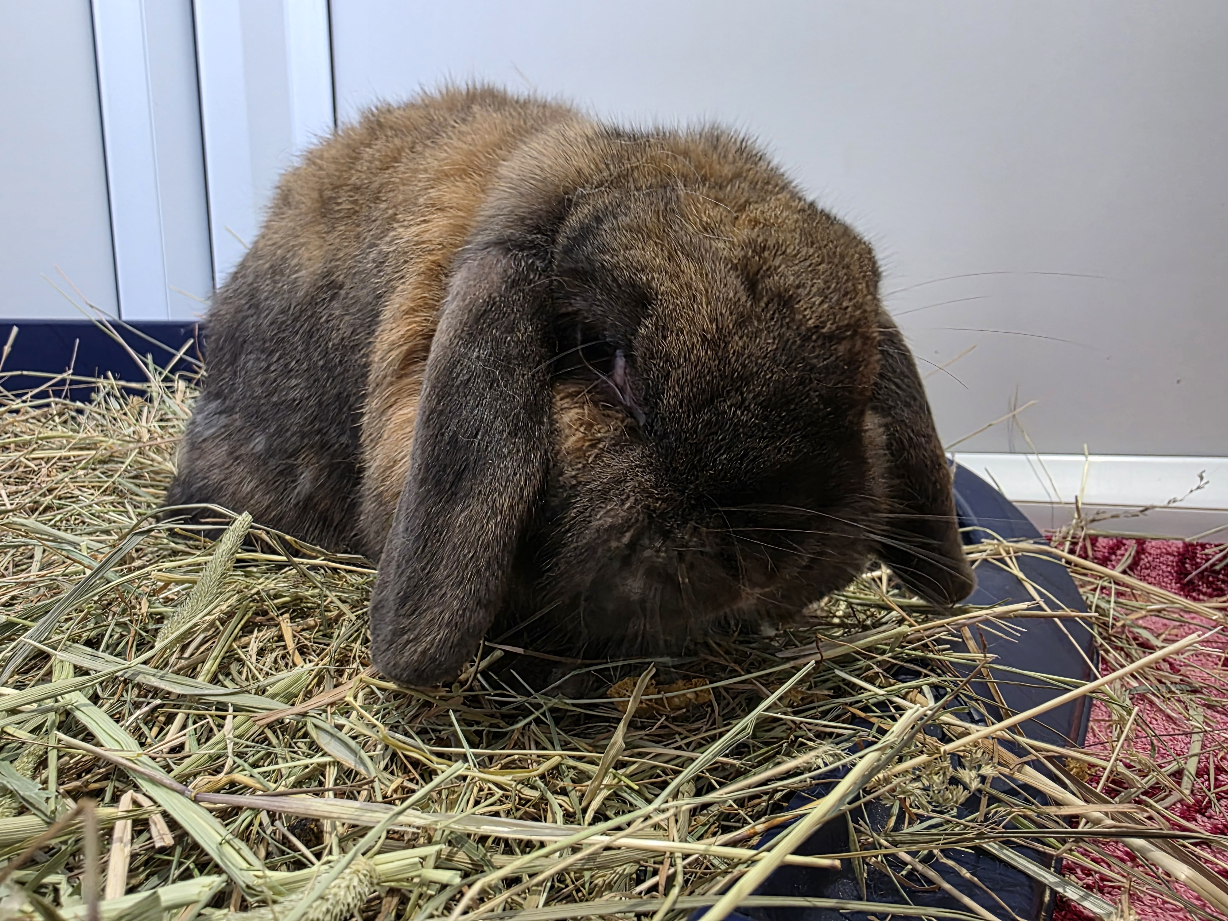 Bricohe Bun & Bao Bun — photo 4