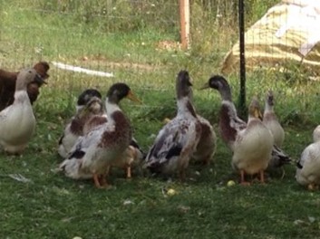 taking-stock-flocks-of-ducksjpg