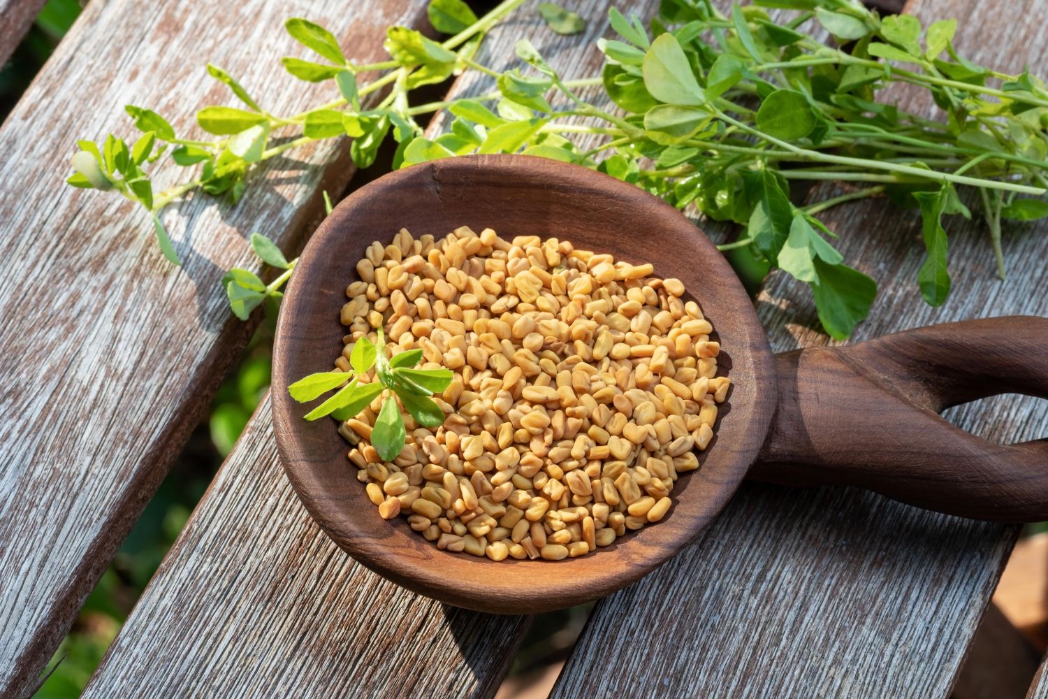 Fenugreek Seeds (උළුහාල්)