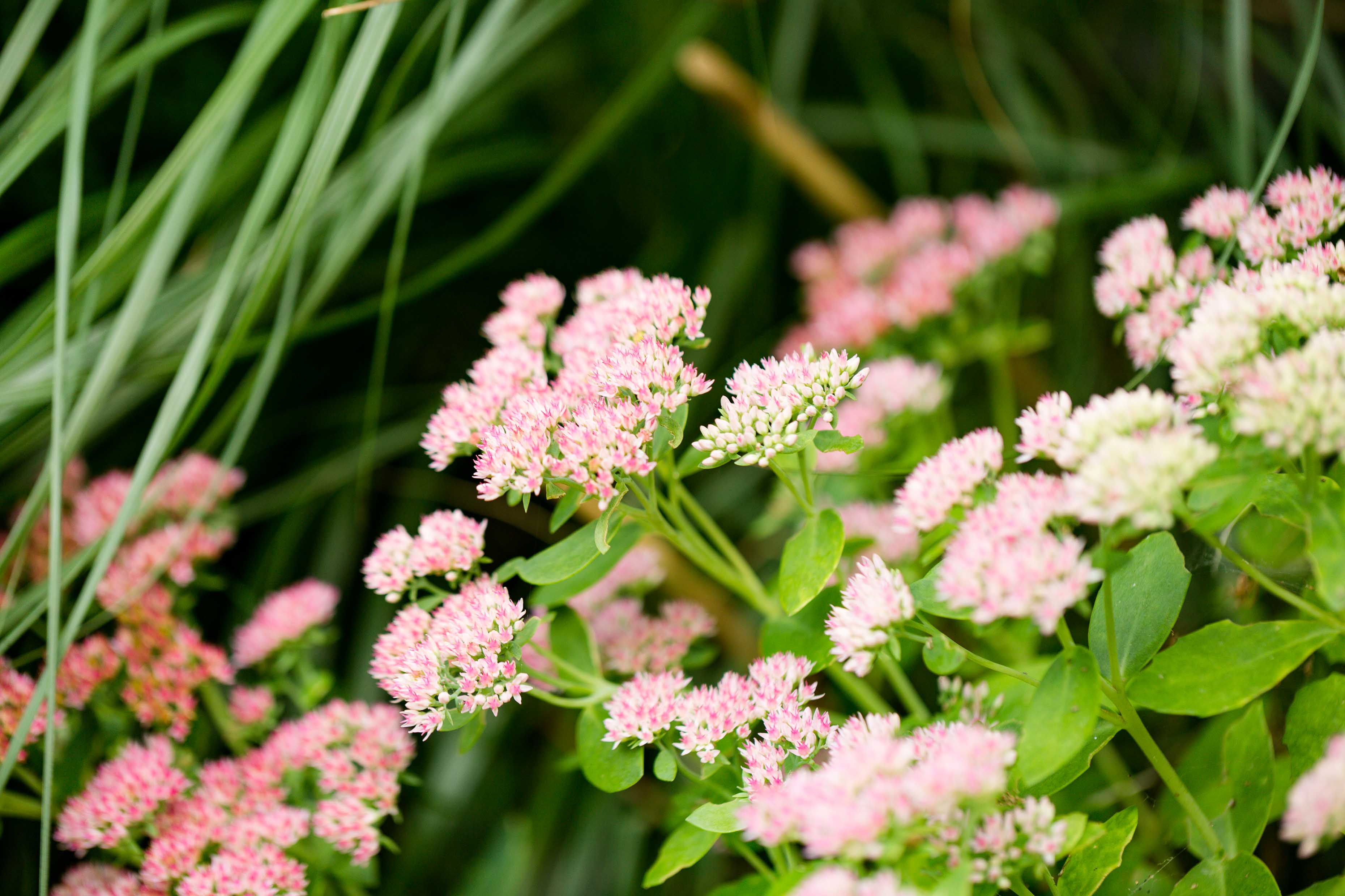 Sedum, siergras, Beplantingsplan, beplanting, tuinontwewerp, gooi, naarden, bussum, muiden, muiderberg, tuinonspiratie, greenpien