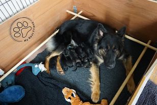 De pups van Viera en Dodge zijn geboren!