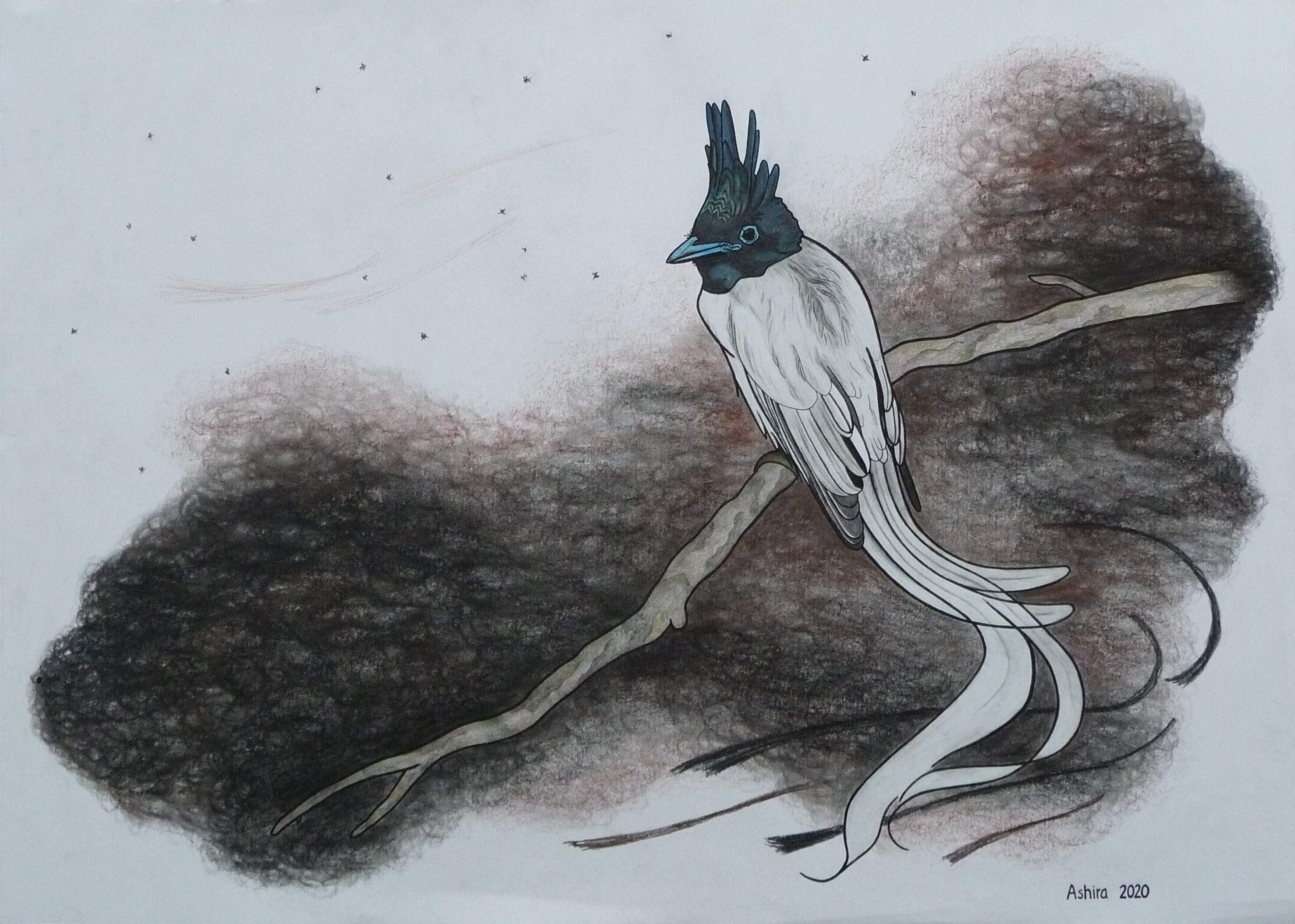 indian paradise flycatcher - dec 2020, dip pen ink + colour pencil + graphite on paper, 50x70 cm