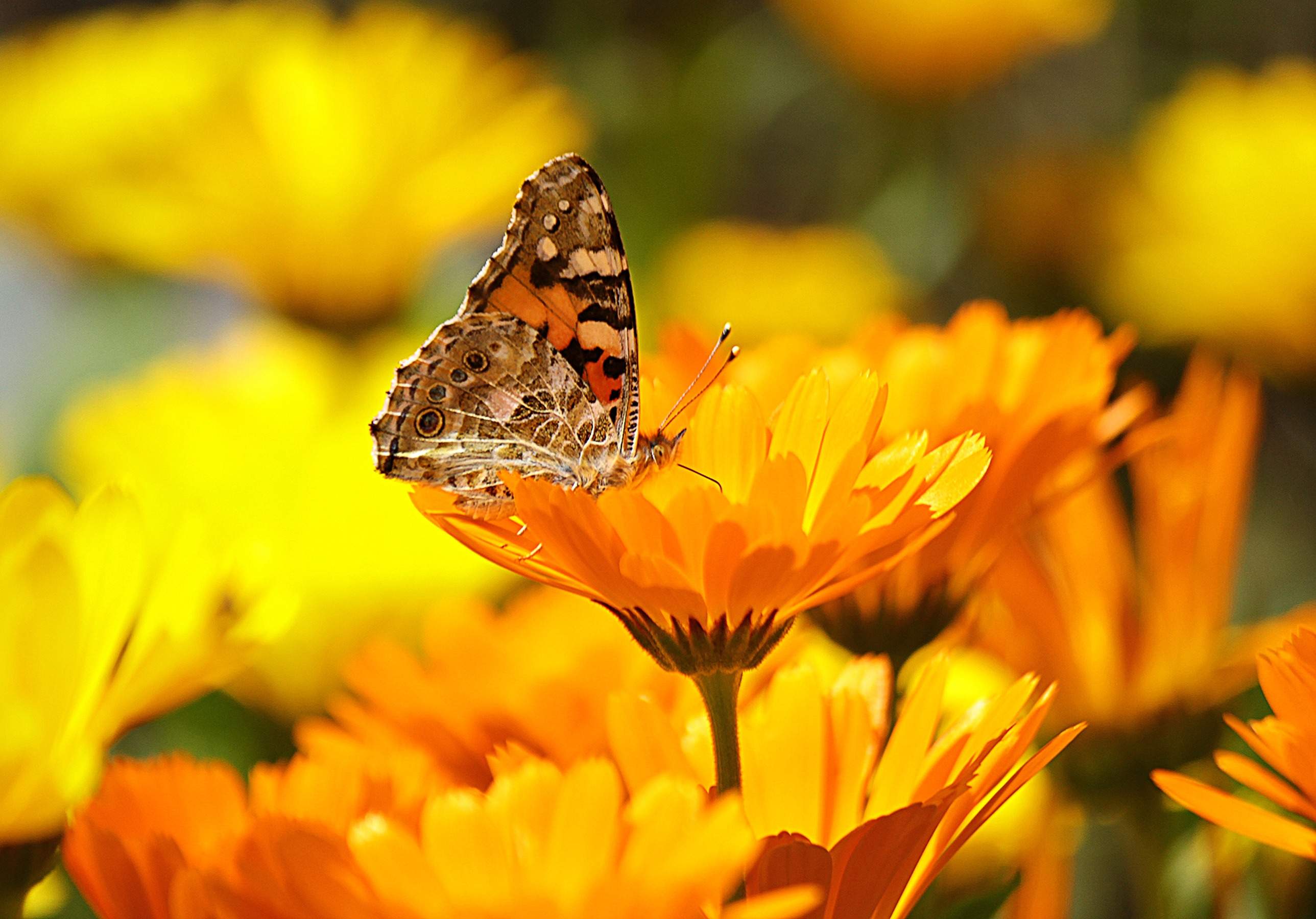 Calendula officinalis - Marigold