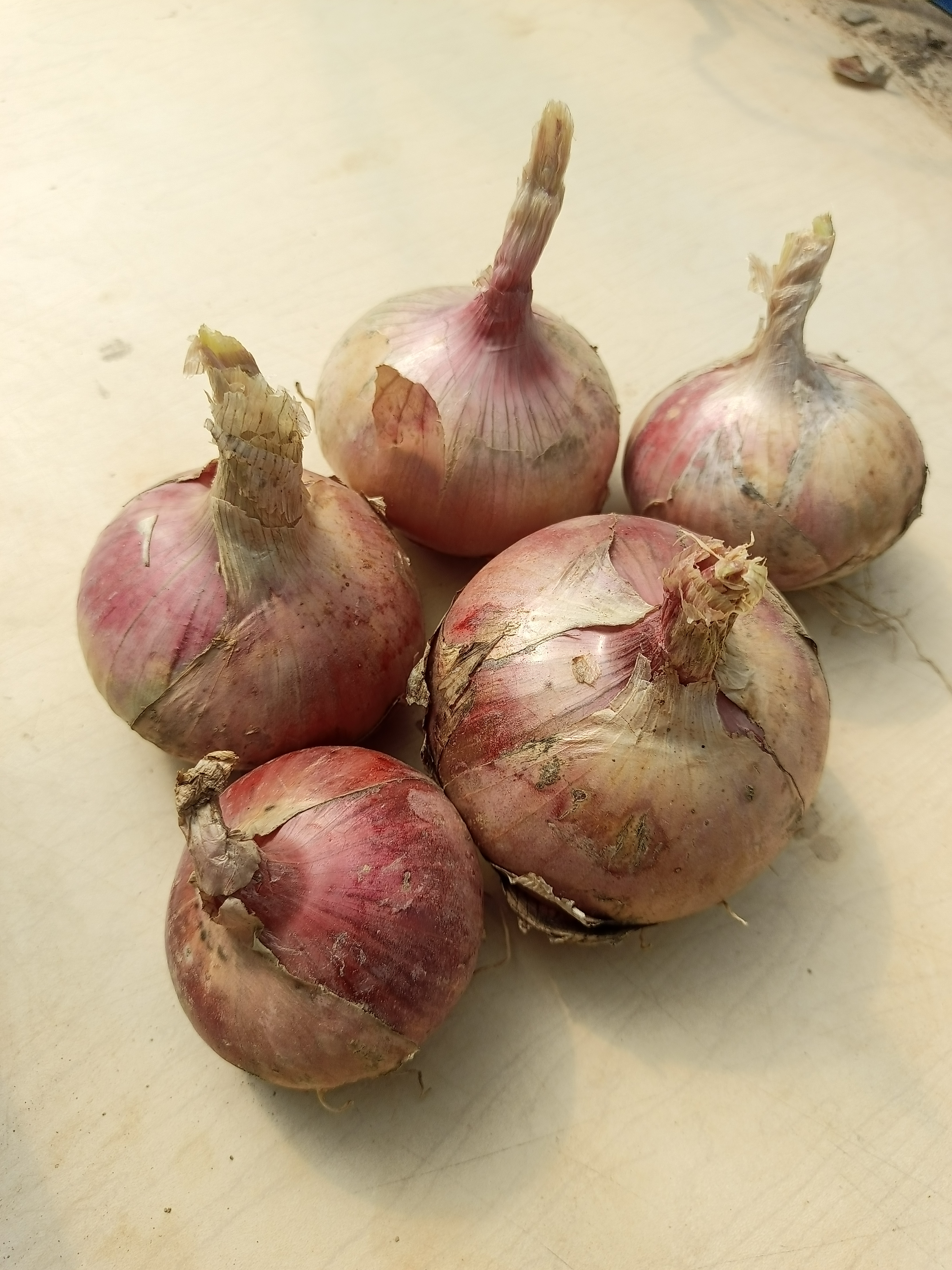 Roscoff style onions !