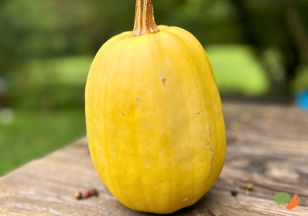 spaghetti squash ncff mcdowell county marion ncpng