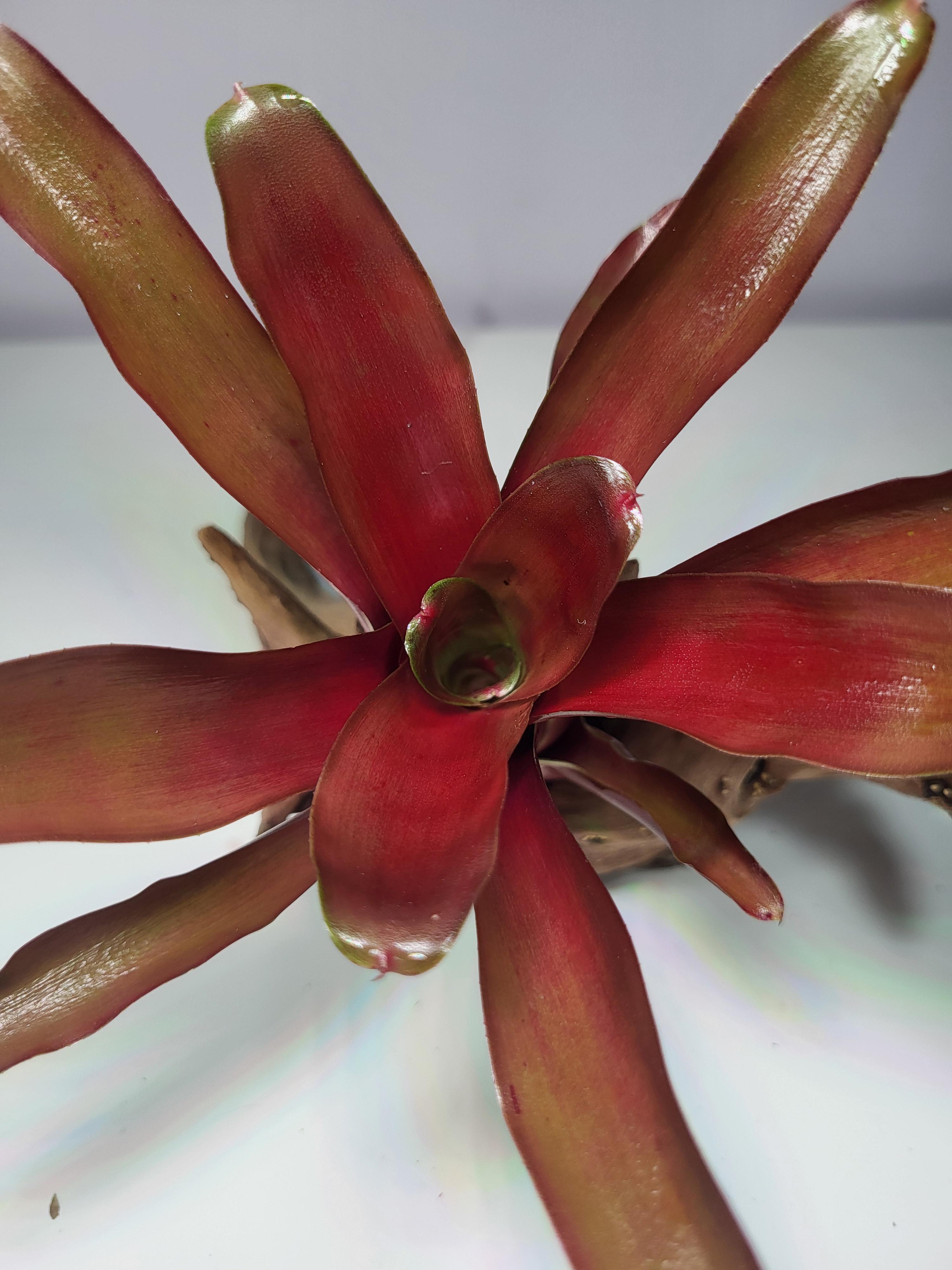 Neoregelia Fireball red