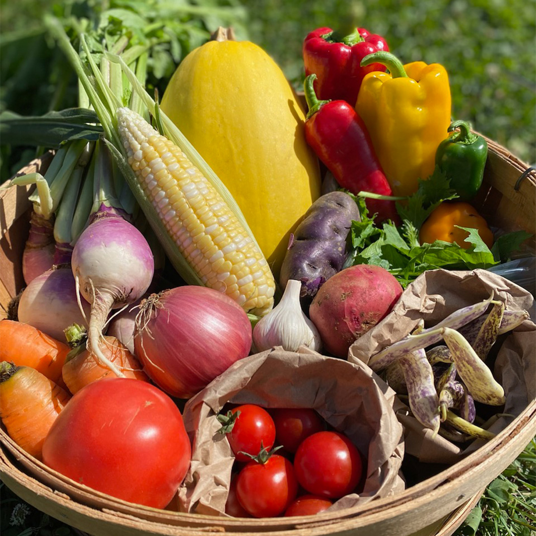 A wood basket filled with a colourful variety of organic vegetables including corn, peppers, carrots, tomatoes and beans.