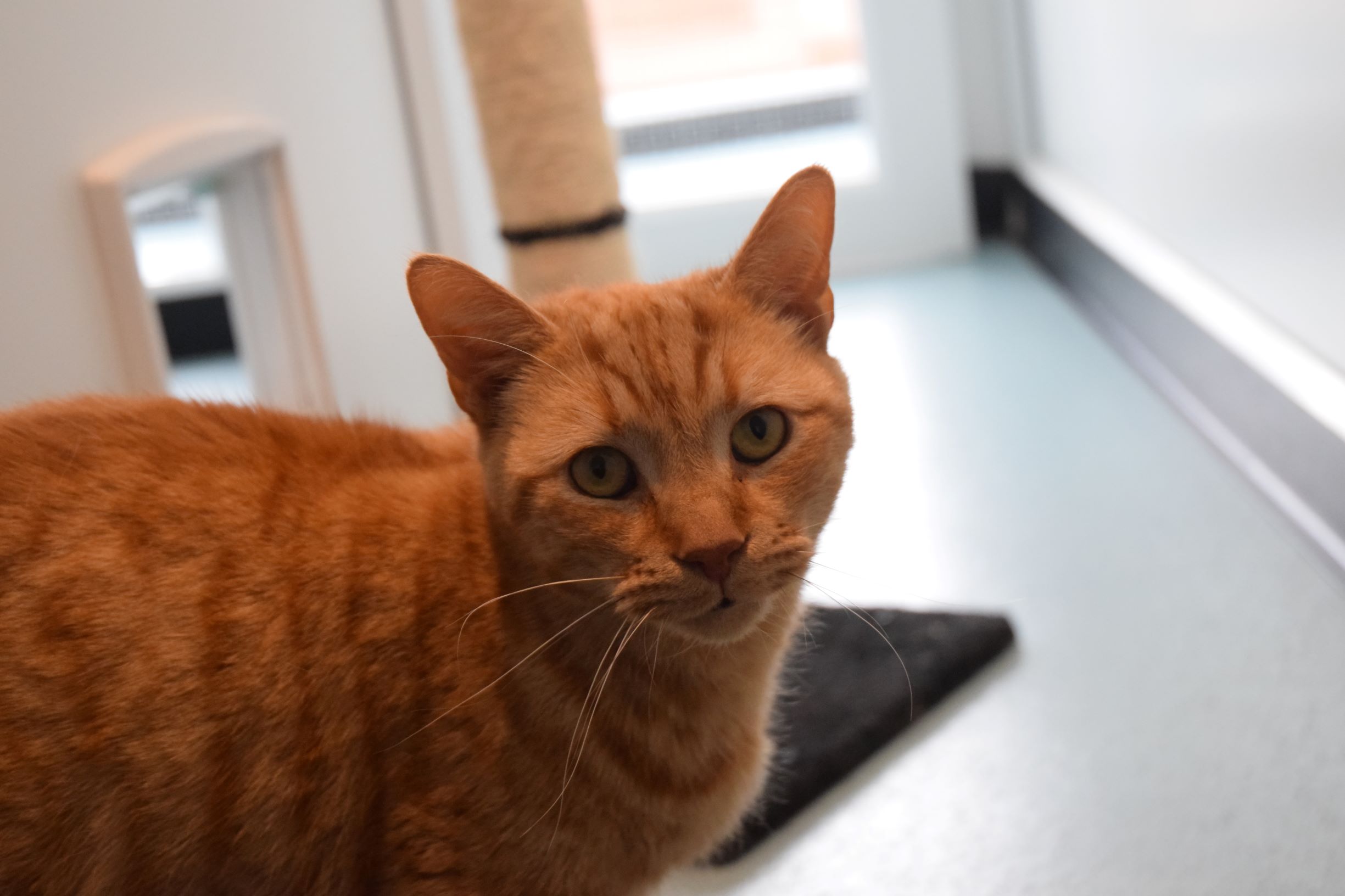 RSPCA Worcester Cats Animal Welfare Animal Cruelty Animal Charity