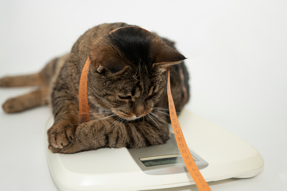 Did your pet over-indulge over the festive season? How you can help get your pet back in shape!