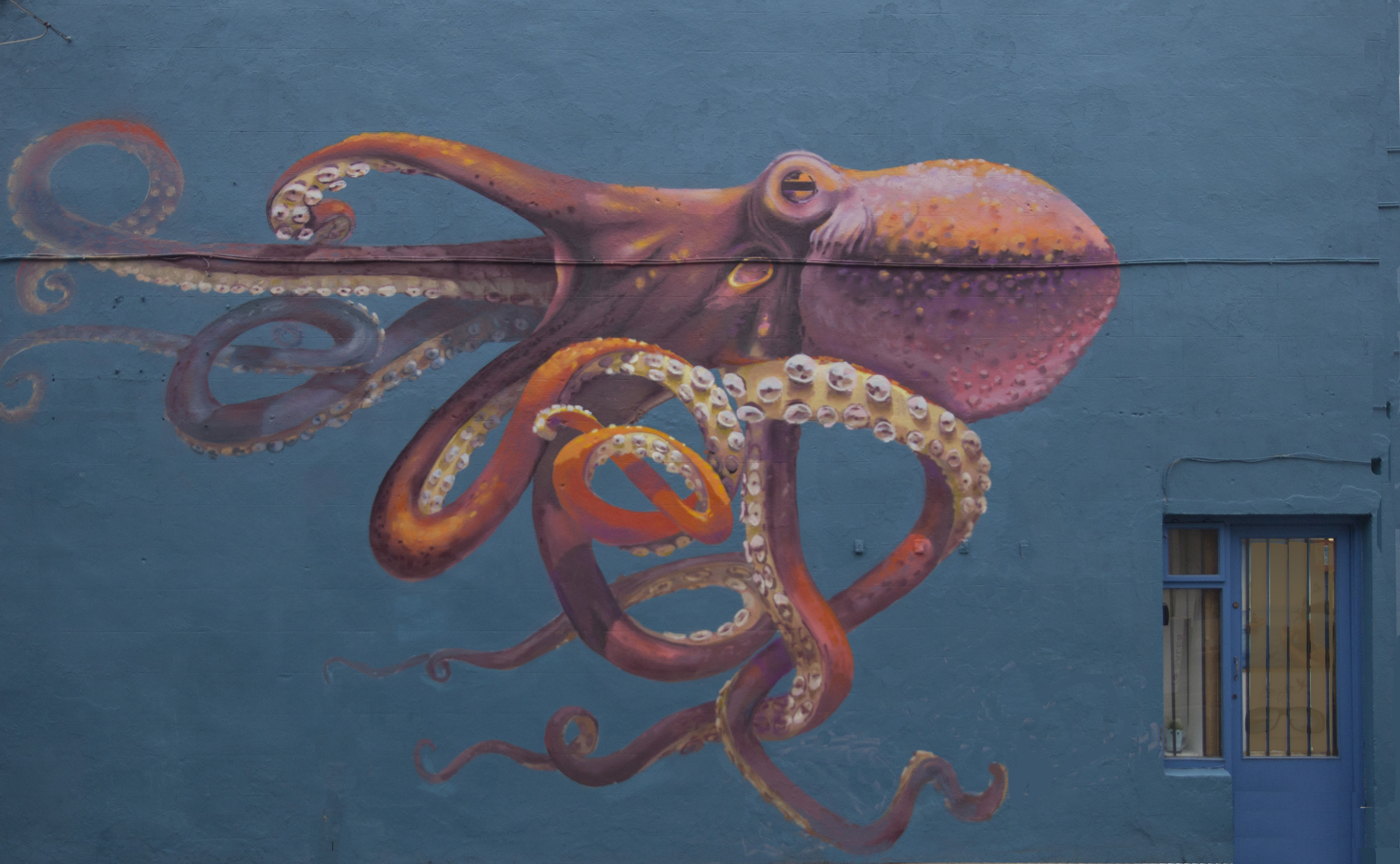 Galway Octopus print