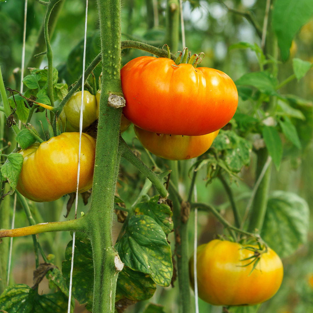 Organic tomatoes ripening on their vine