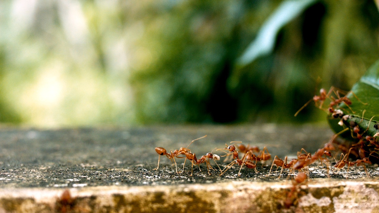 ants-2809019_1280jpg