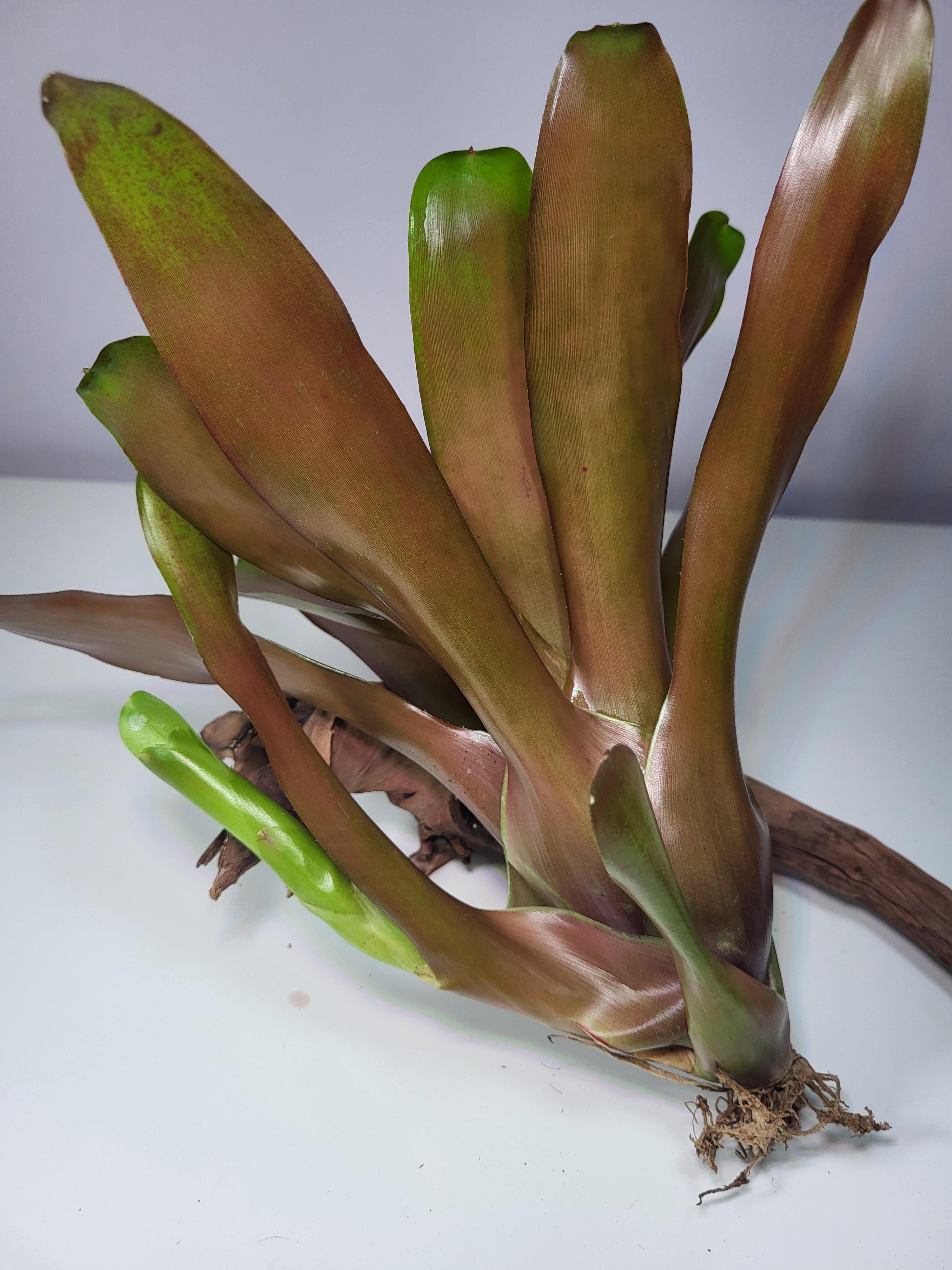 Neoregelia Scarlet Flame