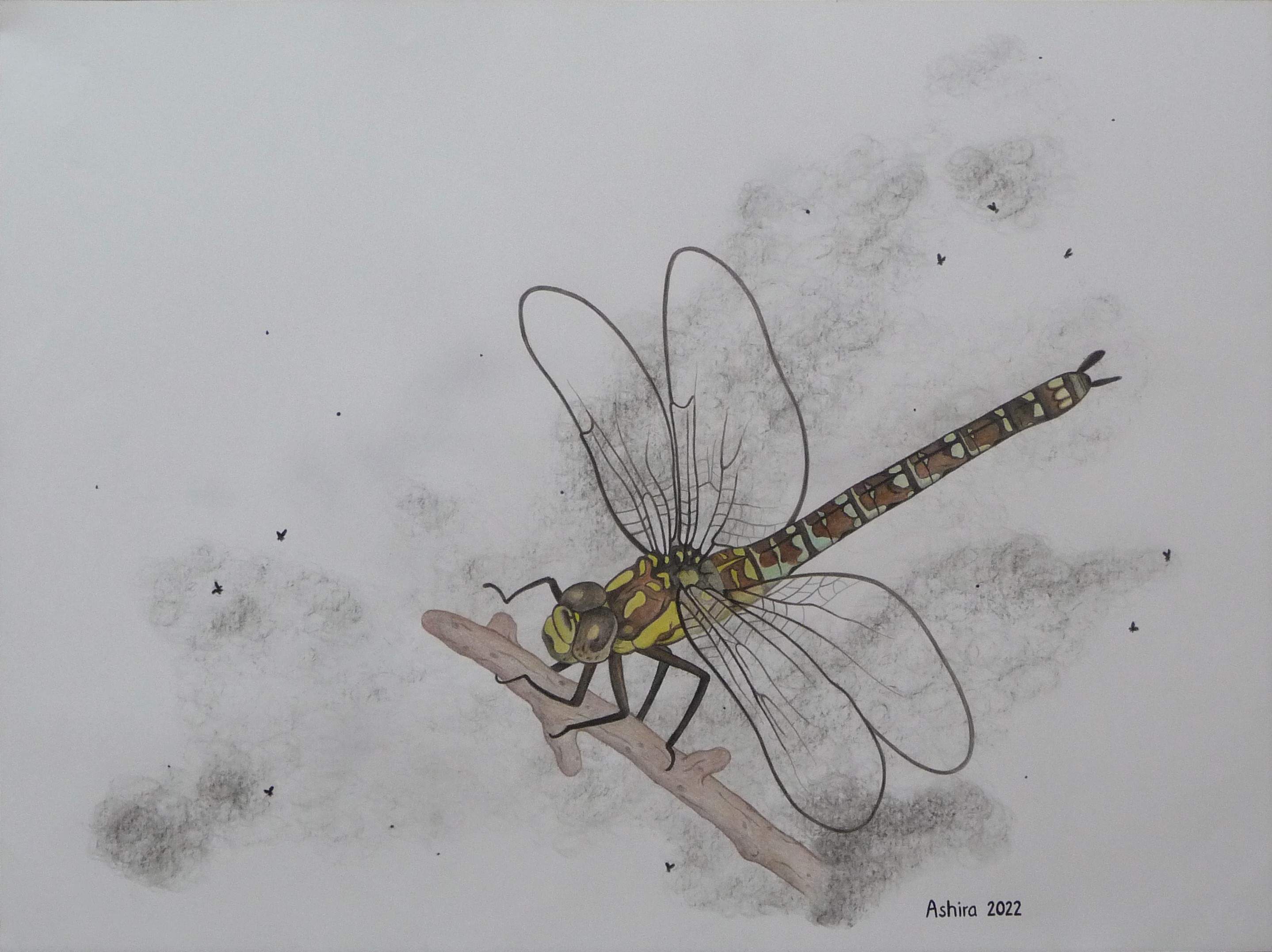 moorland hawker dragonfly ♀ - july 2022, colour pencil + charcoal on paper, 42x57 cm