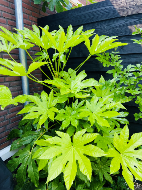 Fatsia is een mooie,betrouwbare, groenblijvende schaduwplant