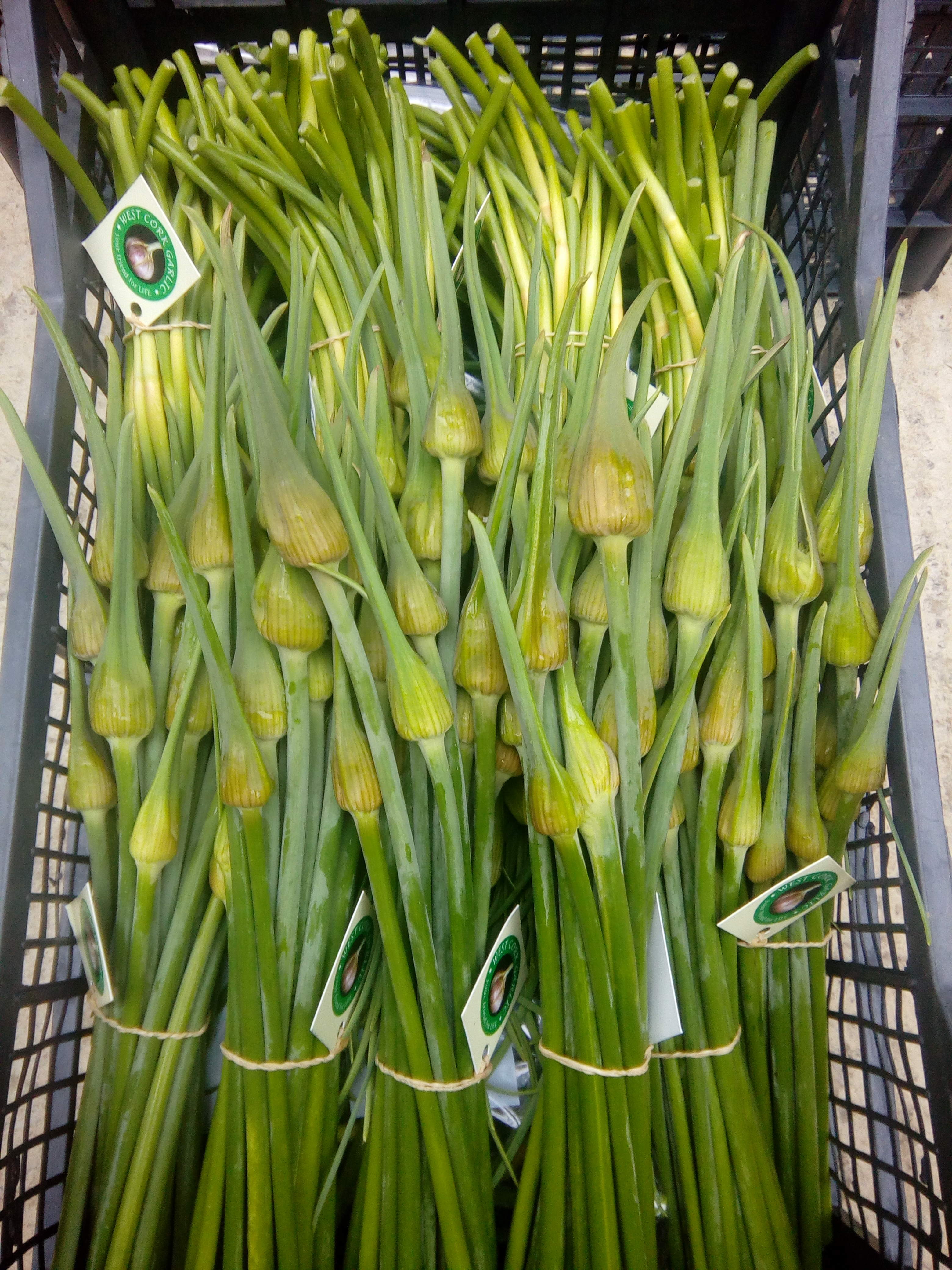 Fresh Garlic Scapes ! Available now !! .   Size and colour may vary